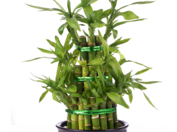 Bamboo plant 4