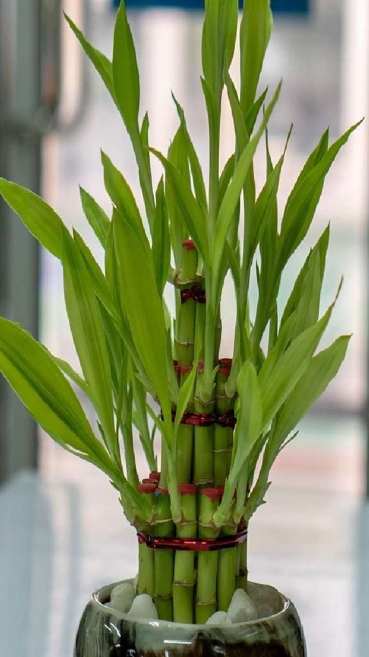 bamboo plant 1 1682069771 1682081878