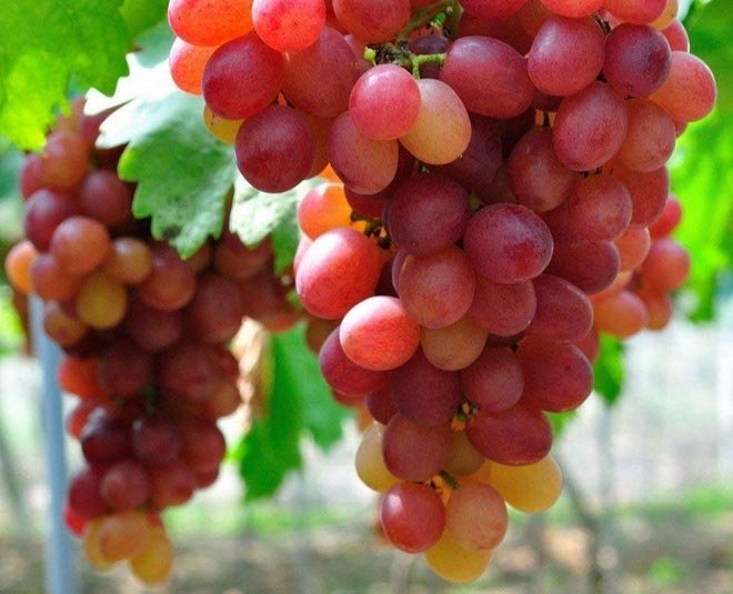 benefits of red grapes