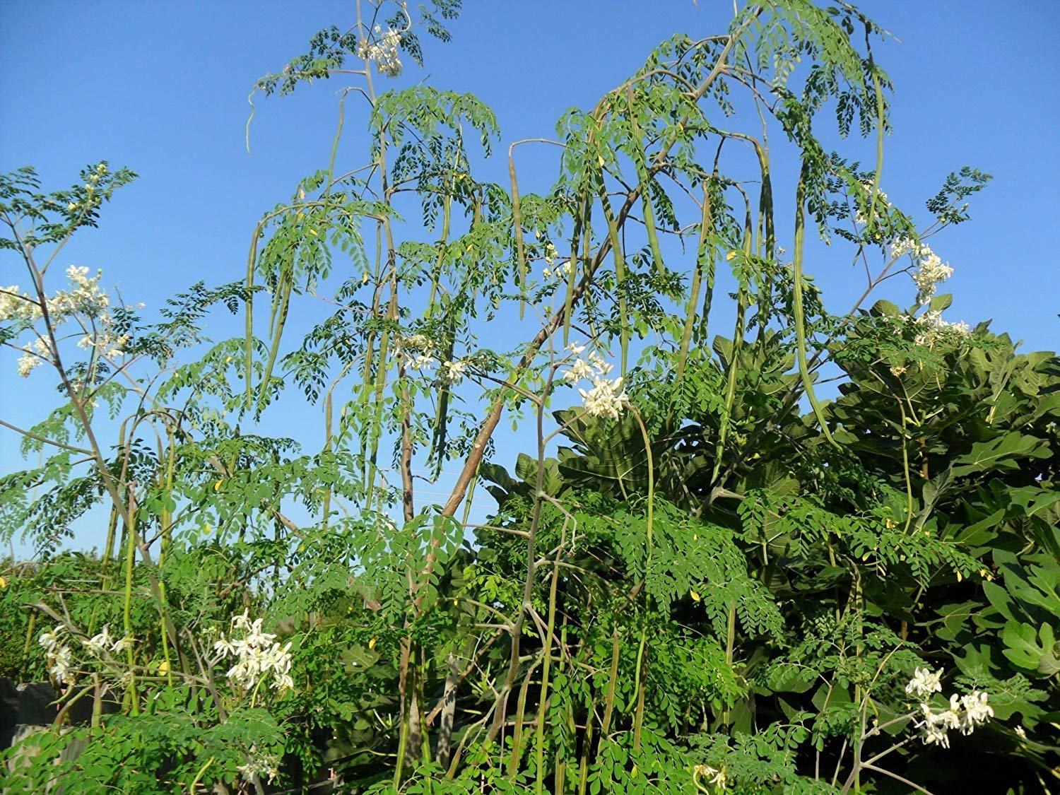 moringa