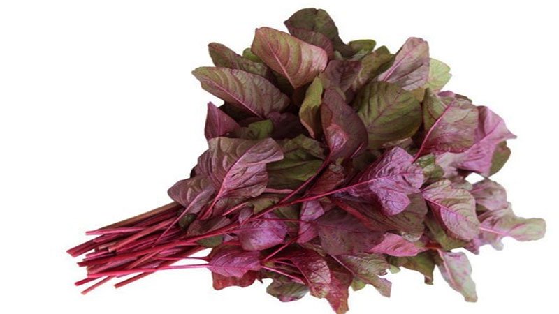 Red spinach 1