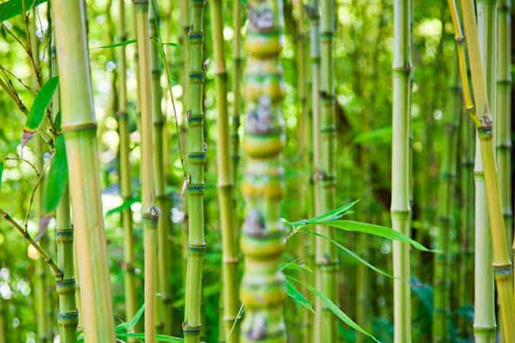 bamboo 1 1024x683 1