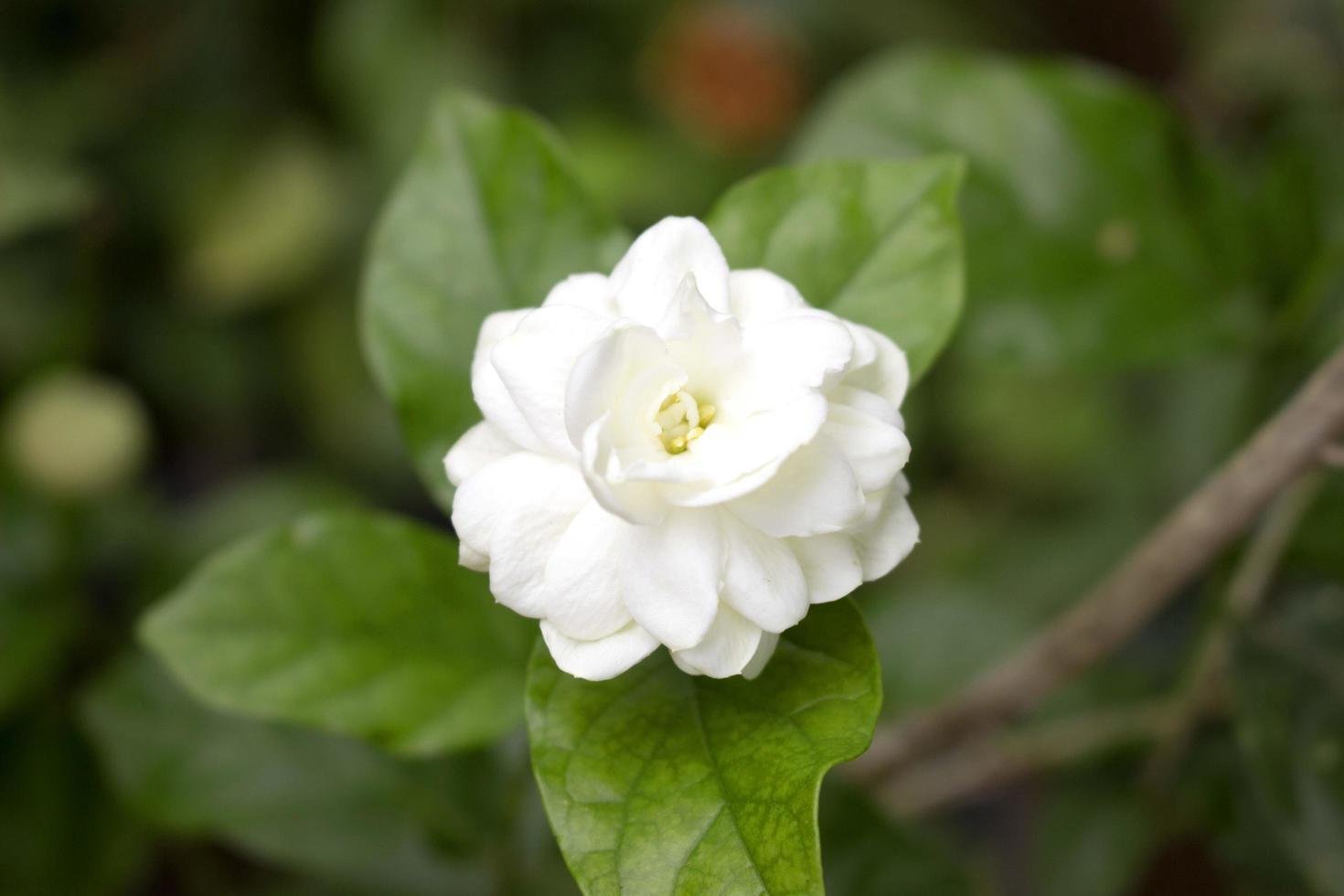 close up jasmine flower in a garden beautiful jasmine white flowers free photo