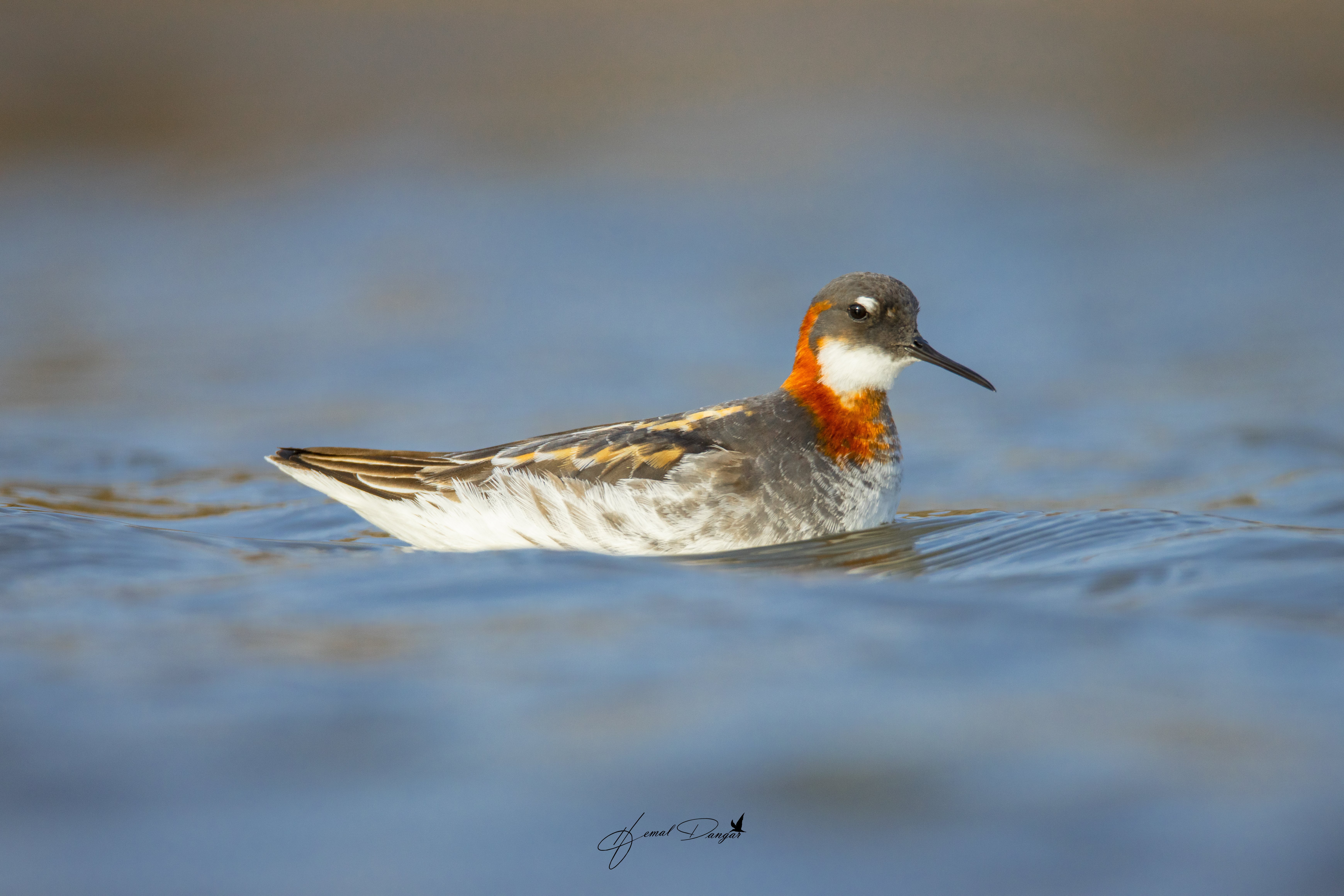 Bird count: More than 200 species of birds have been recorded in Jalpalvit-Darya Kantha area