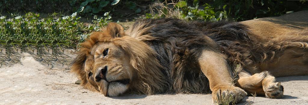 asiatic lion