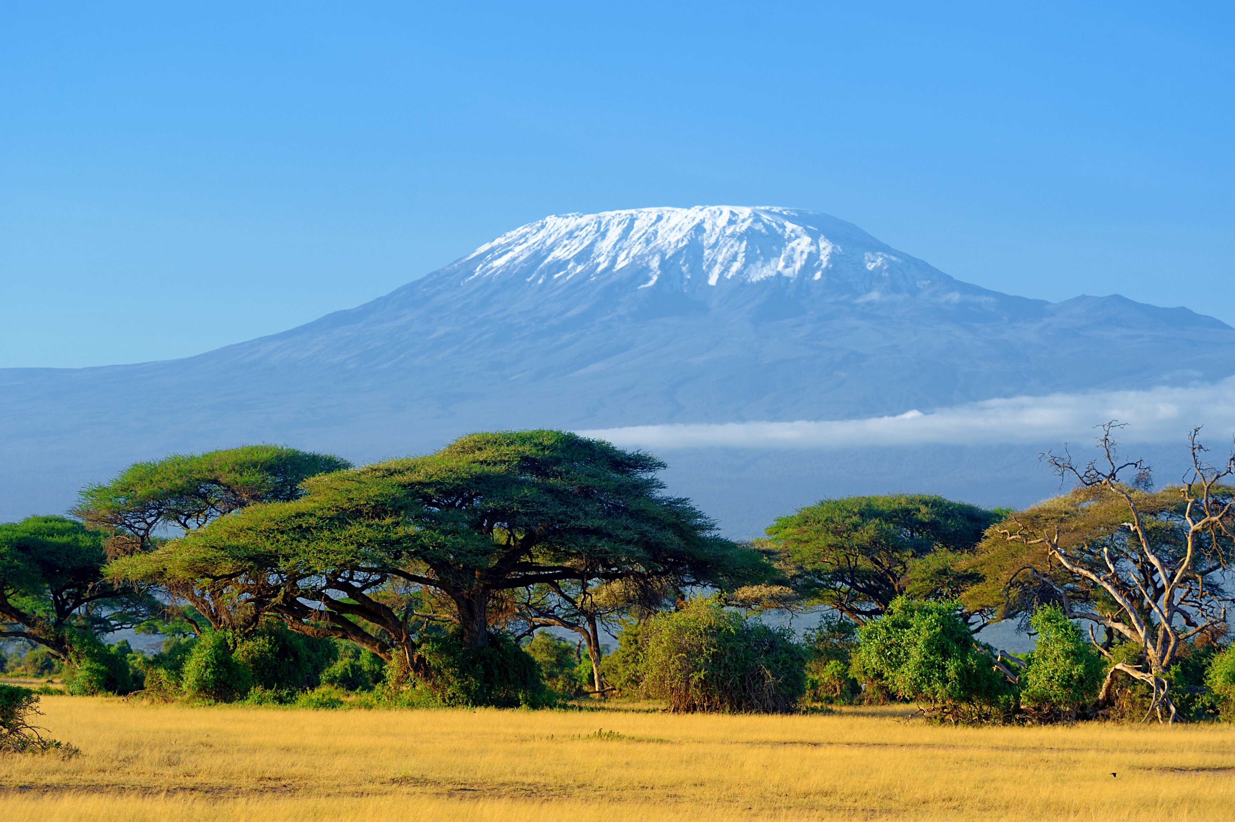 kilimanjaro on african savannah 2023 11 27 05 15 47 utc