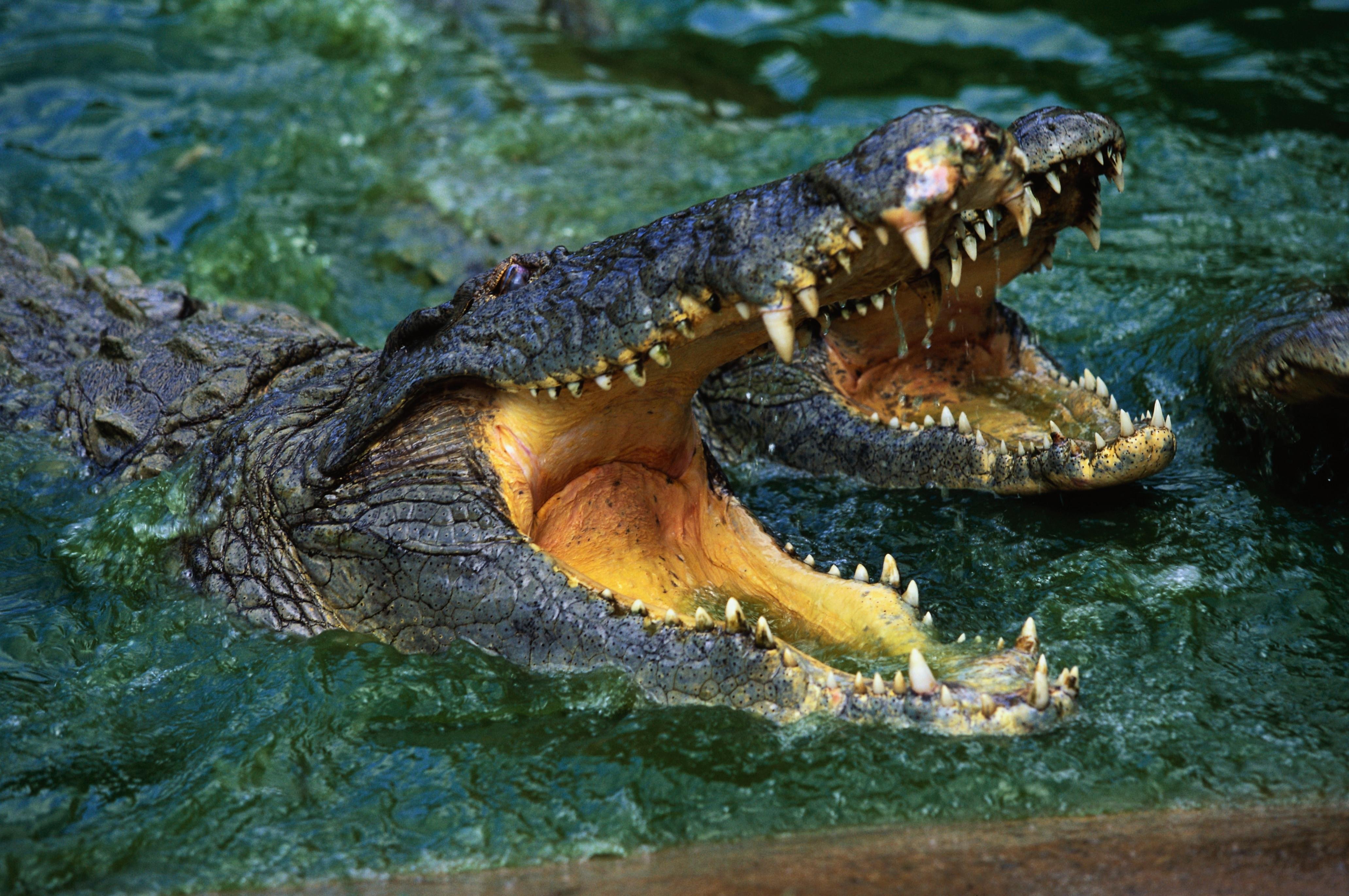 Crocodile Hd Wallpapers 4k