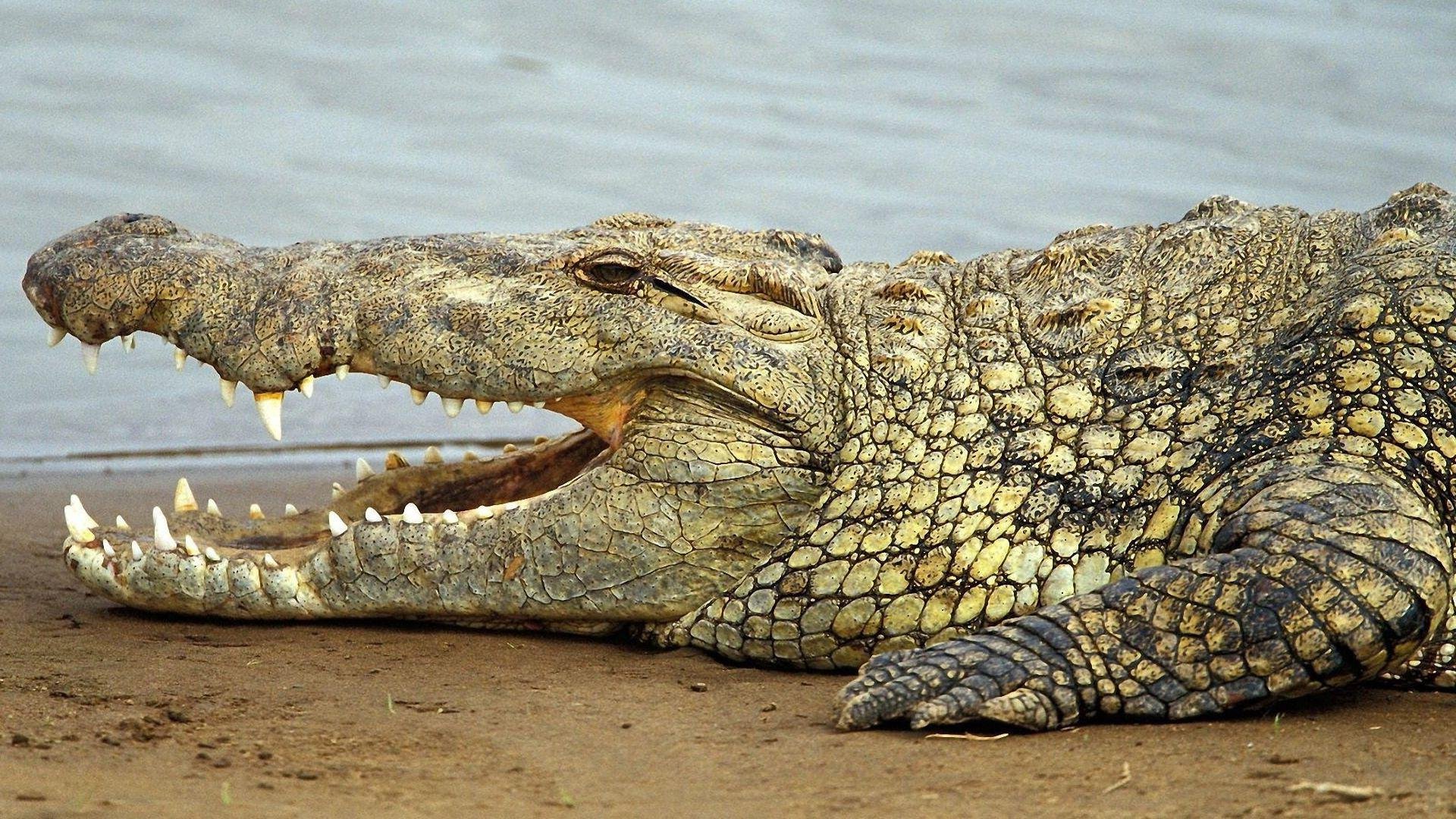 Crocodile Wallpaper For Ipad