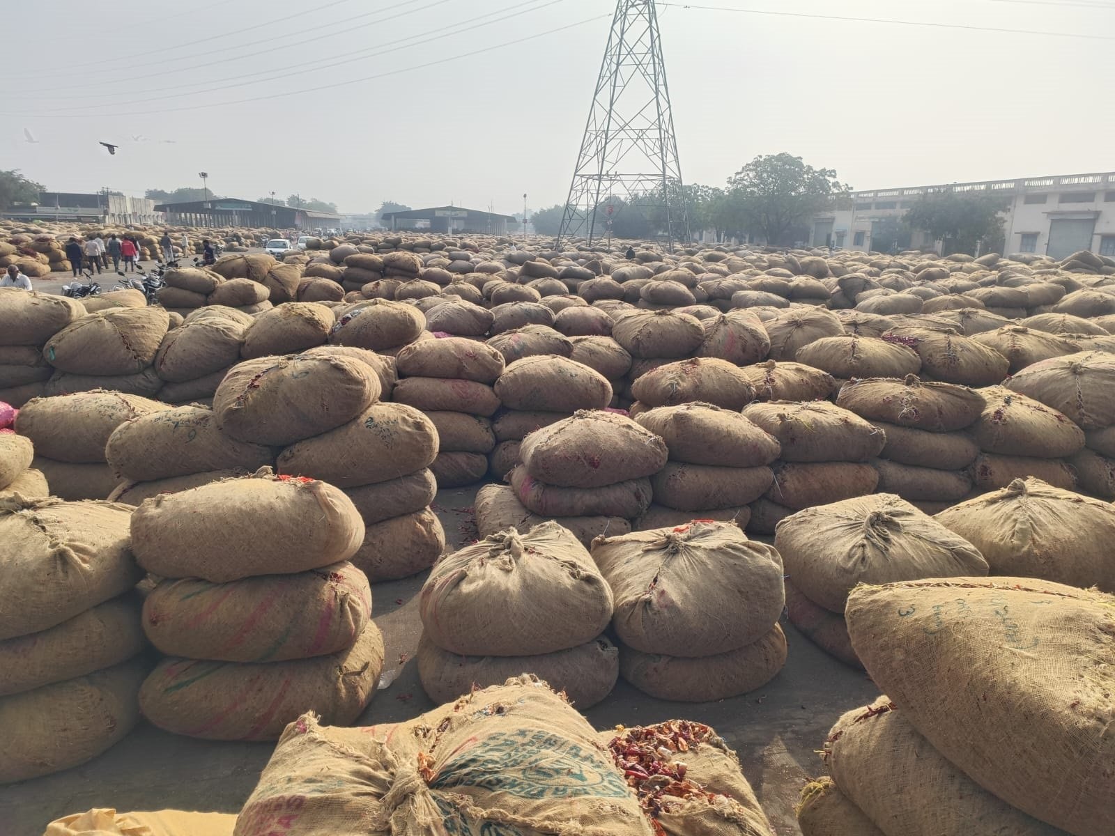 85,000 bharis Hobesh income of chillies in Gondal marketing yard