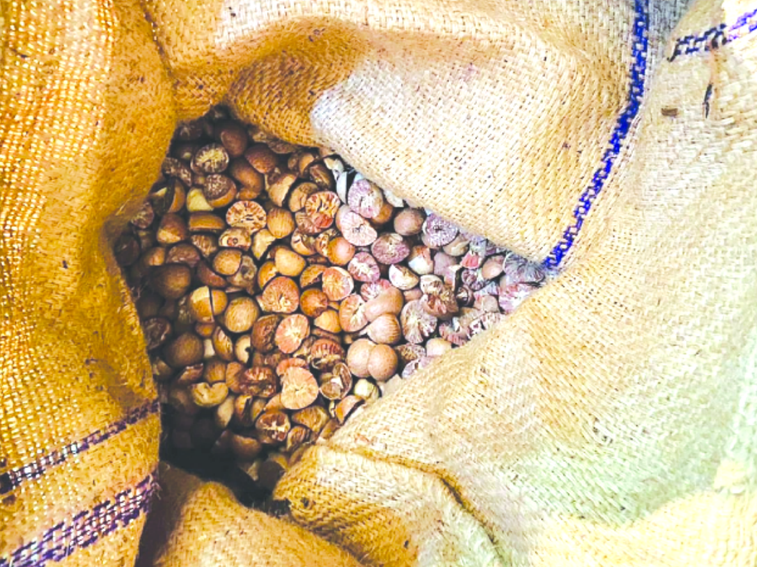 27.81 metric tonnes of betel nuts worth one and a half crore seized from Mundra port