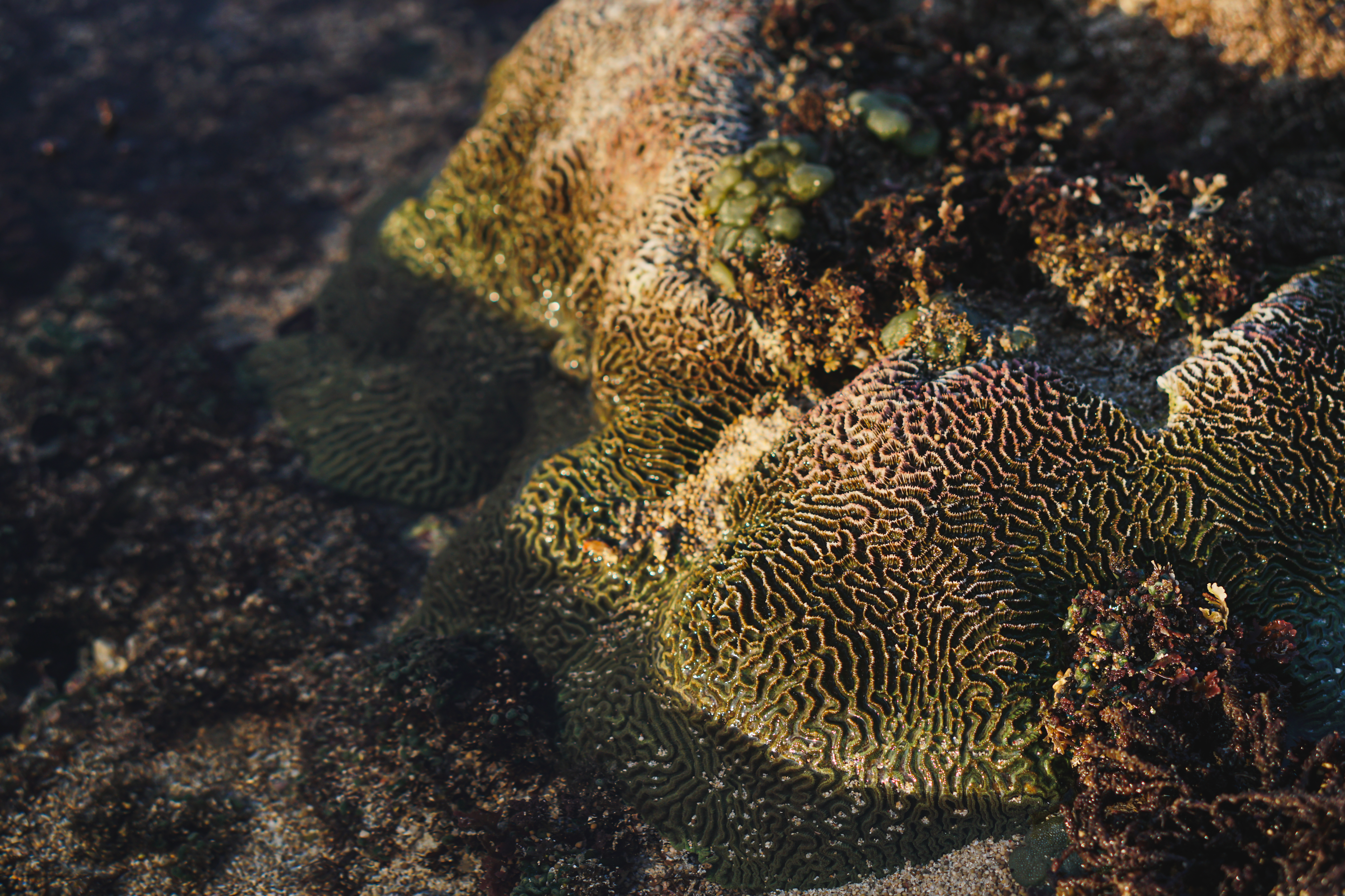 beautiful coral on the beach 2023 11 27 04 50 46 utc