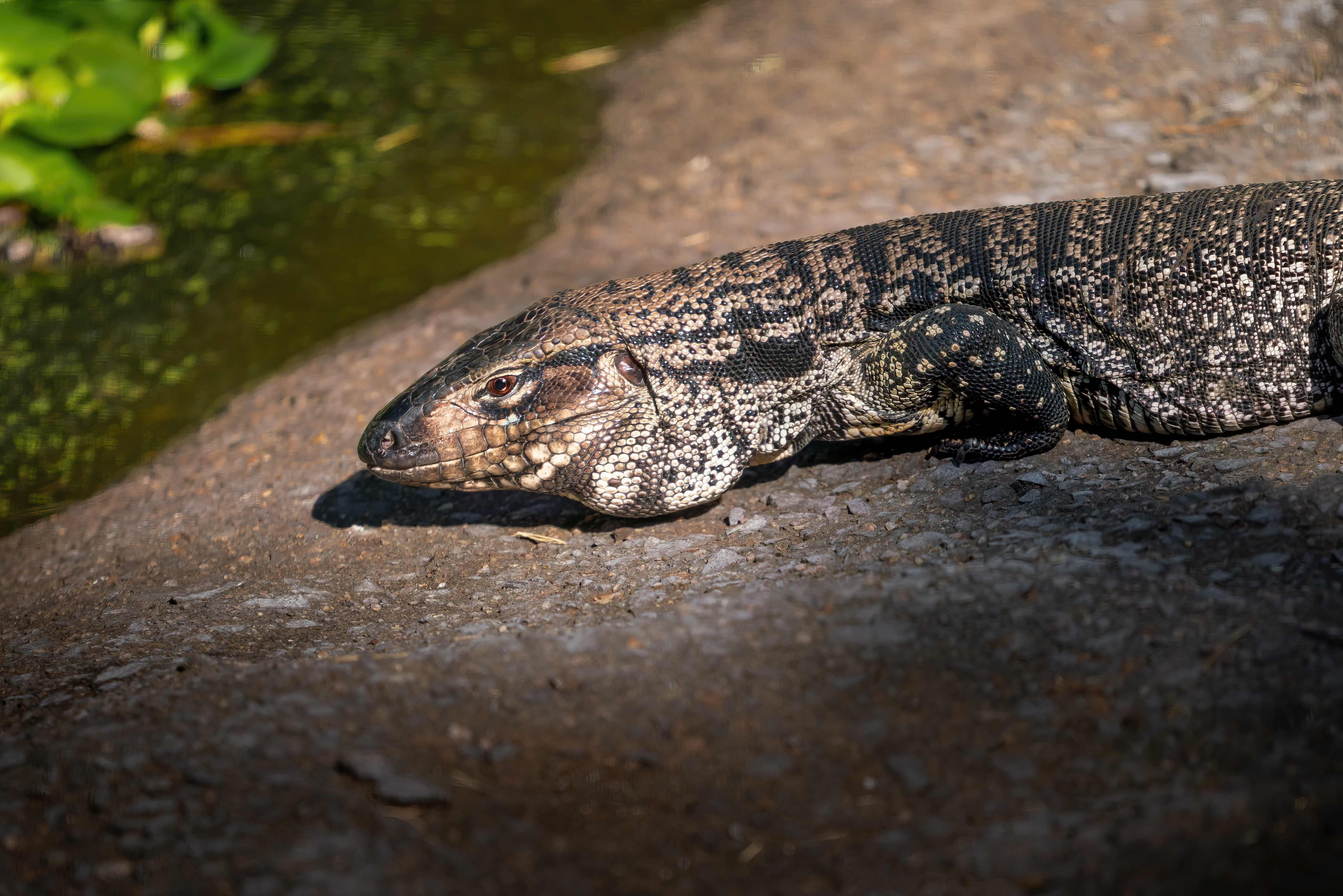 black and white tegu lizard salvator merianae 2024 01 11 22 06 55 utc