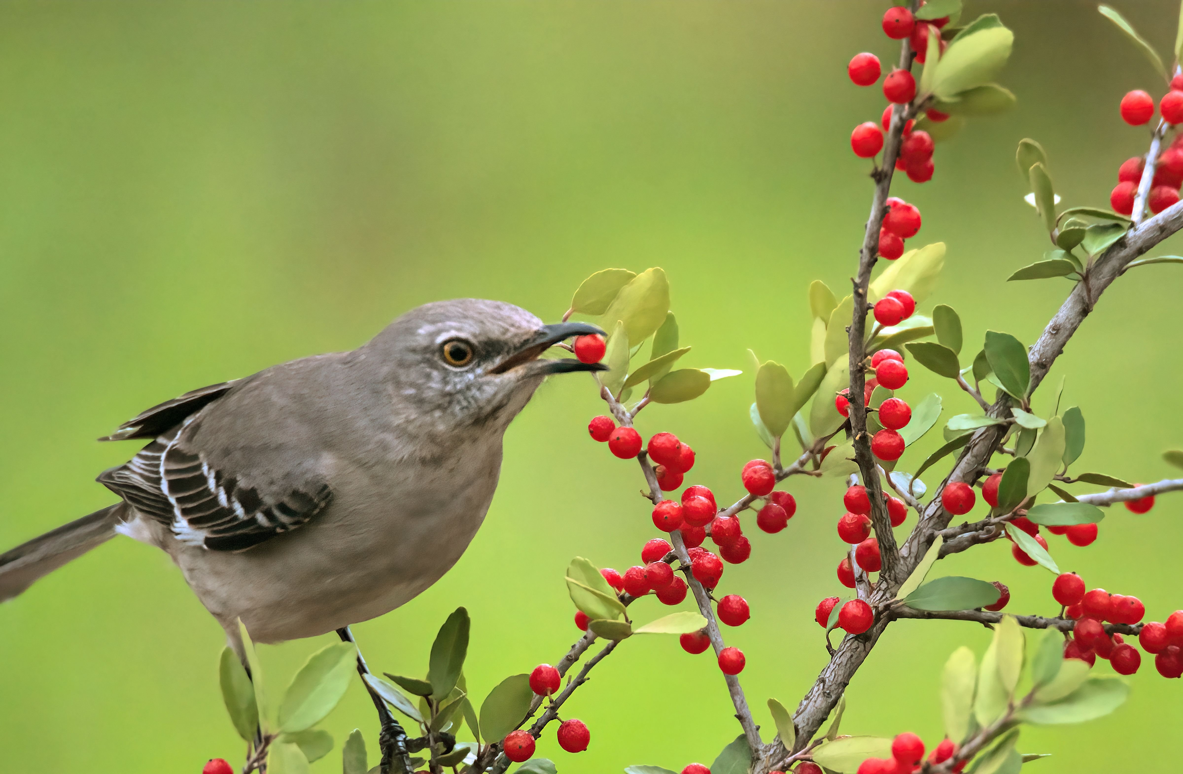 close up of a north american singing mockingbird 2023 11 27 05 28 47 utc