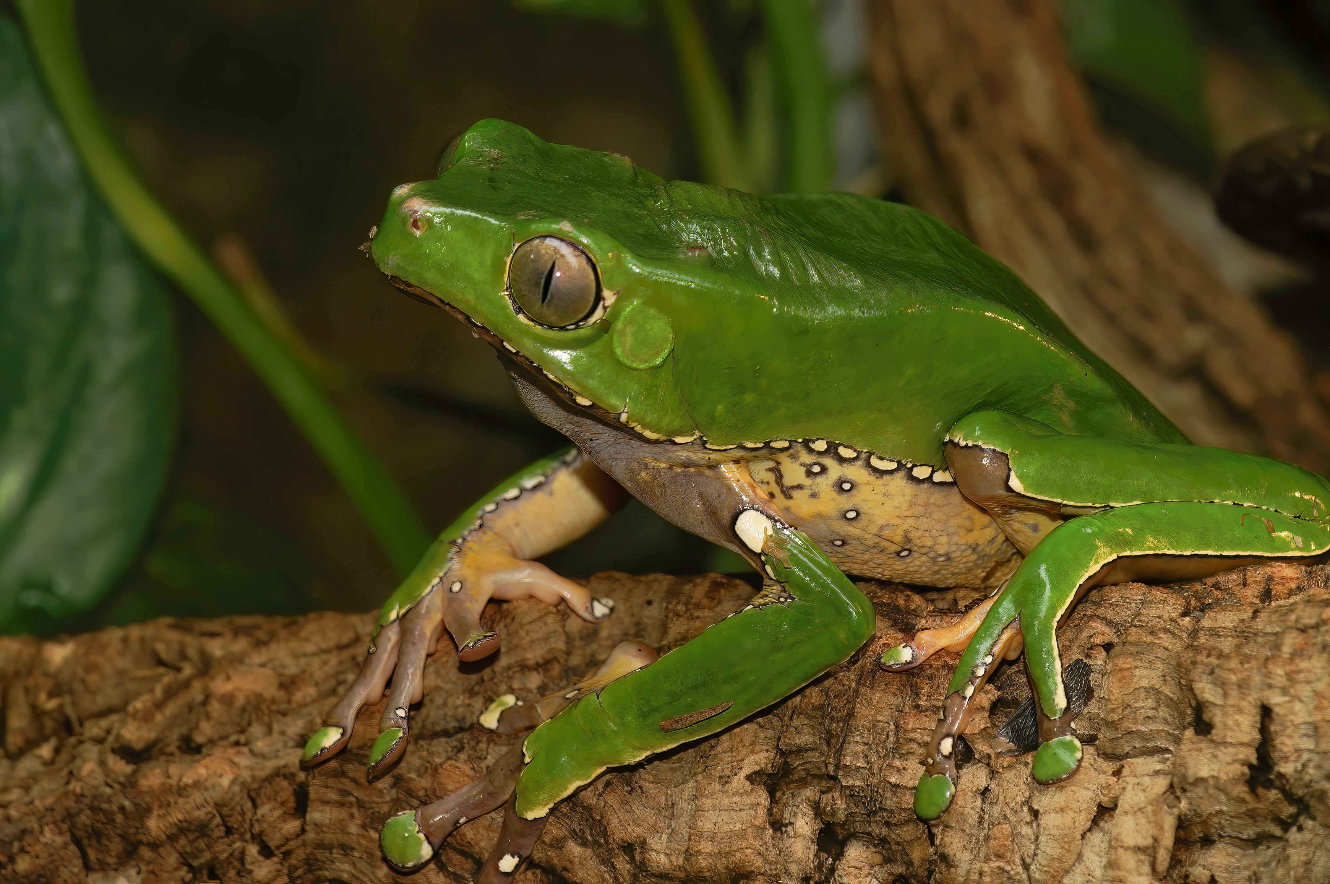 closeup on a green colored waxy monkey tree frog 2023 11 27 05 13 19 utc