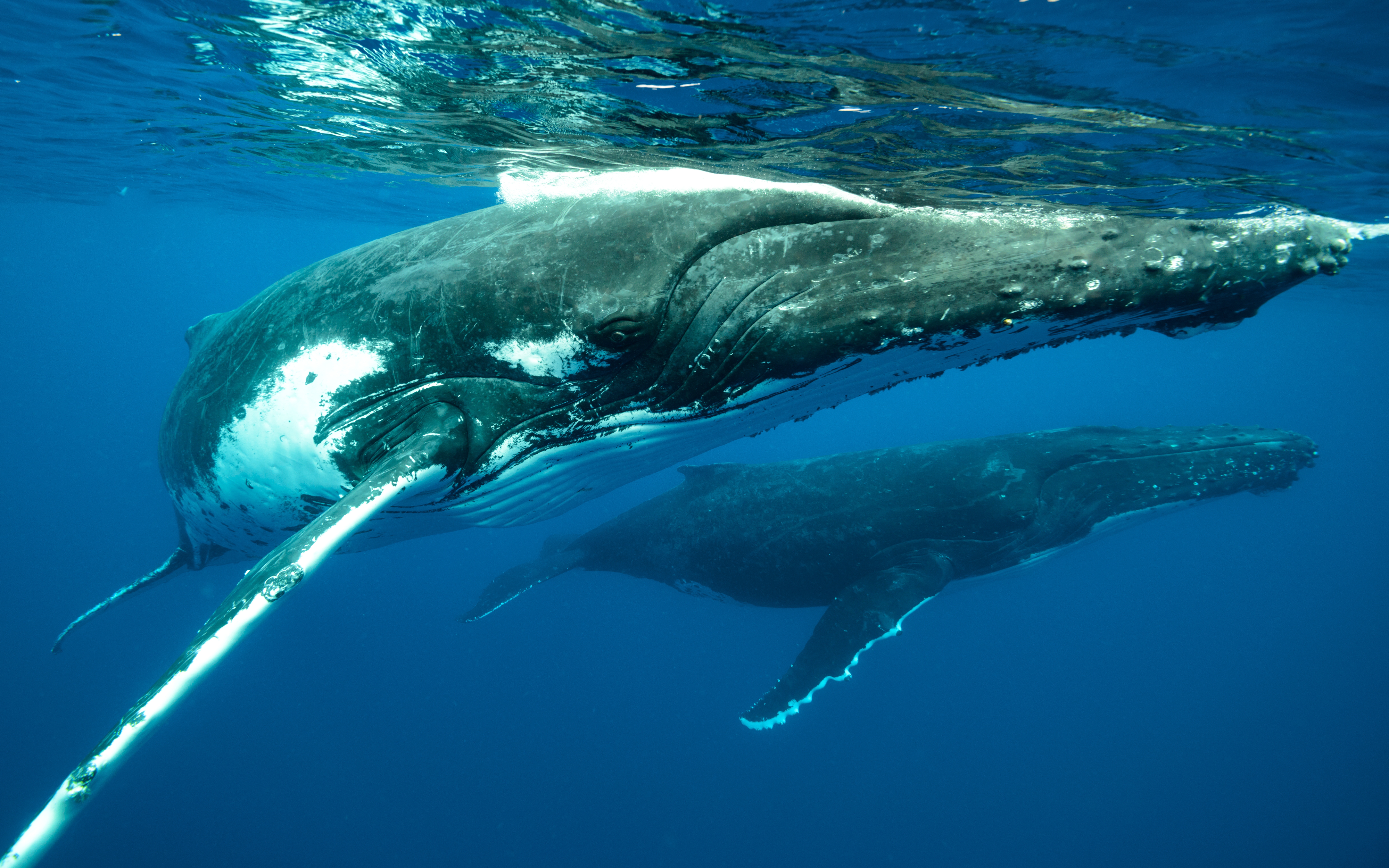 closeup shot of humpback whales swimming in the pa 2023 11 27 04 52 04 utc