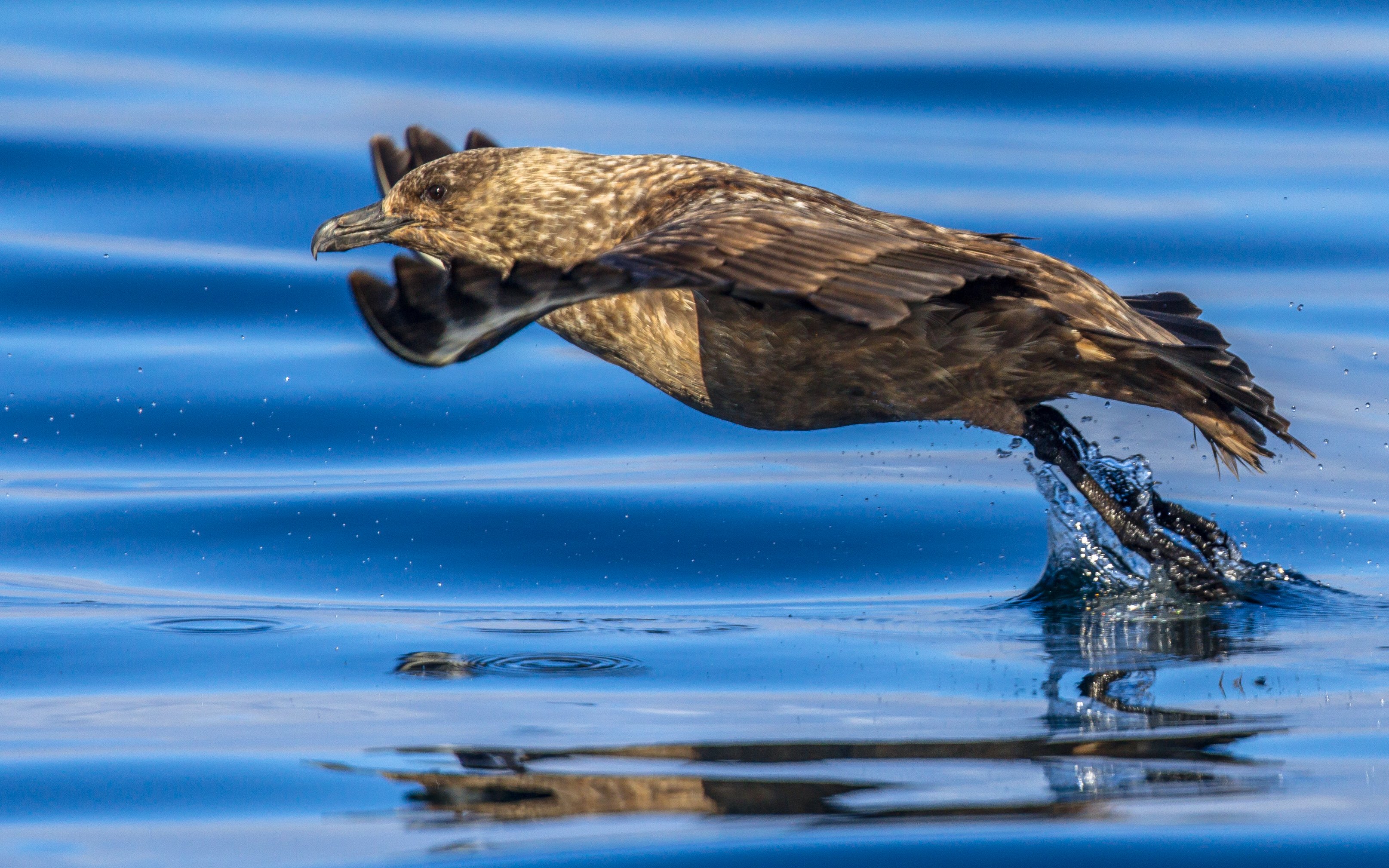 great skua flying up from water 2023 11 27 05 16 38 utc