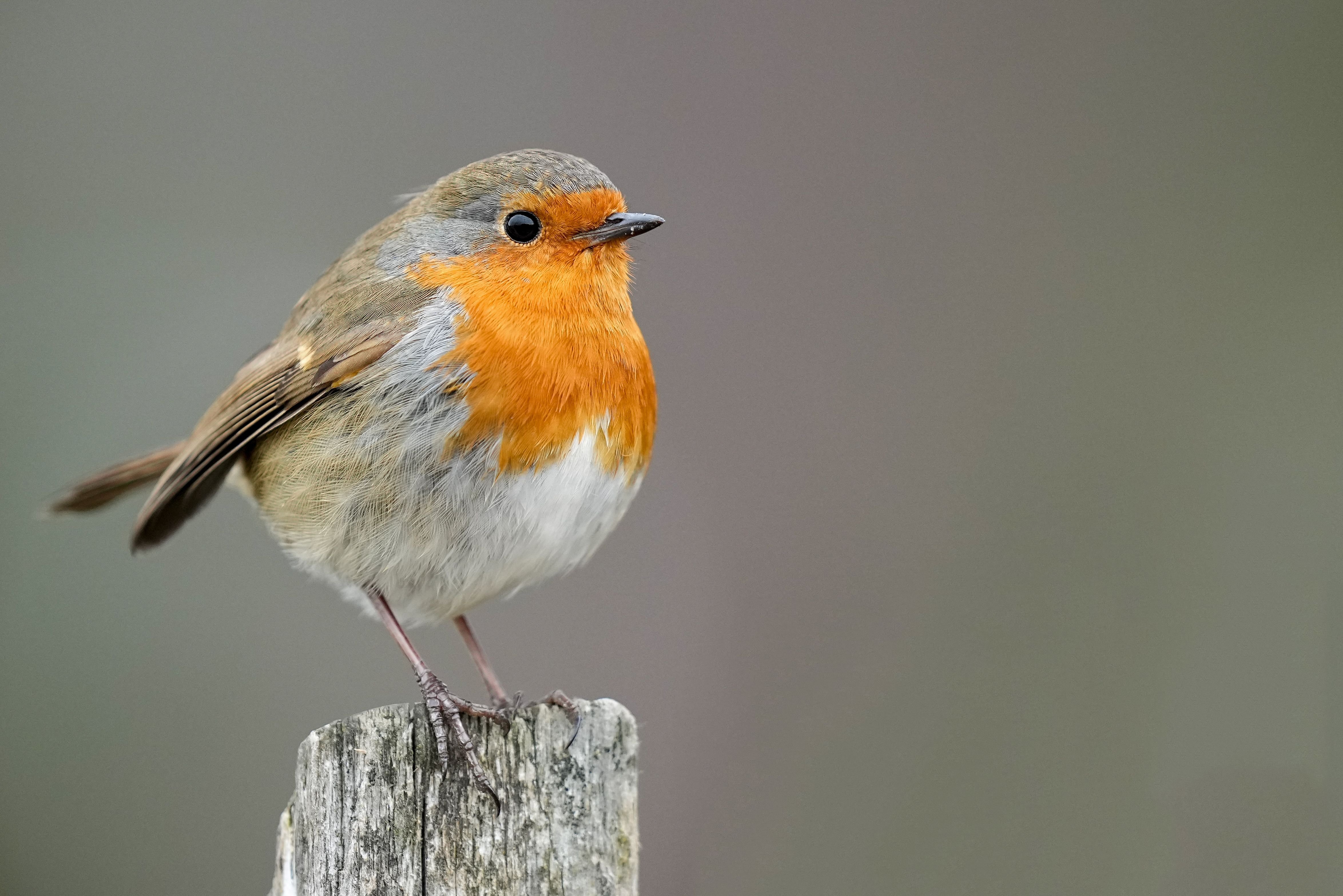 image of a robin in natural wildlife habitat with 2023 11 27 05 28 16 utc