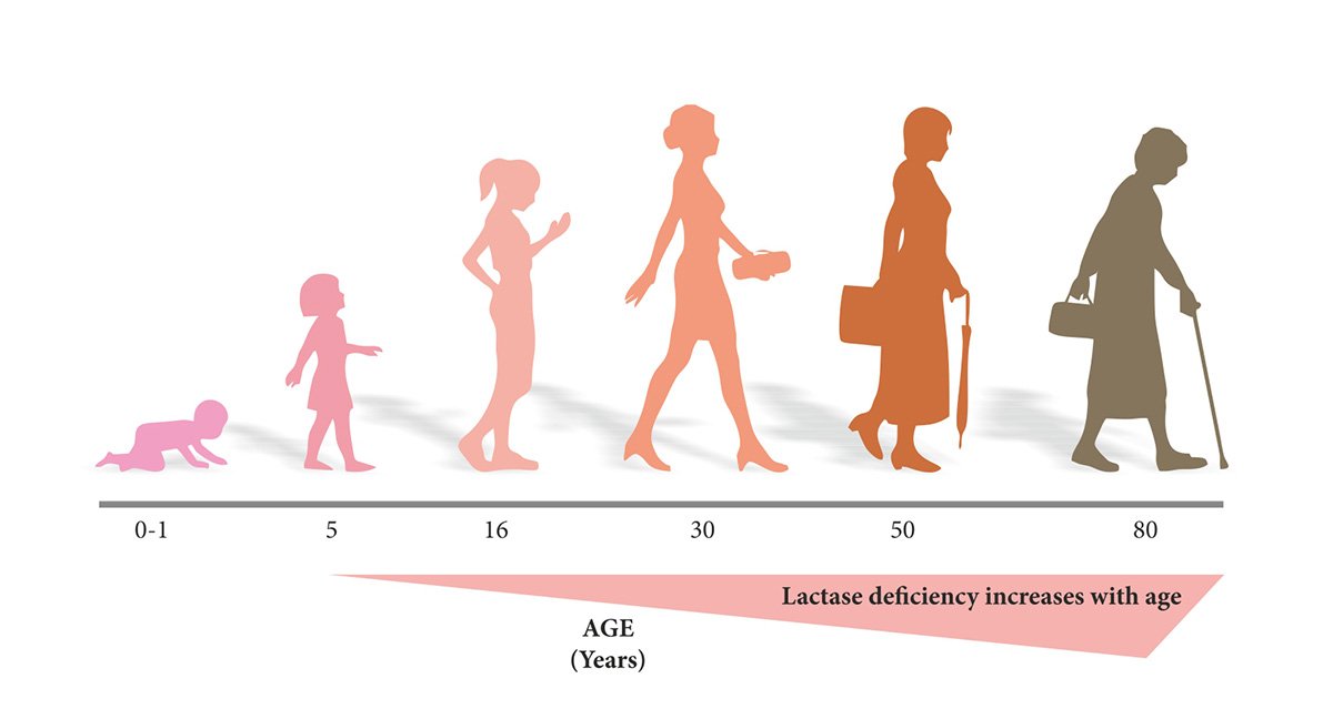 lactase increases with age