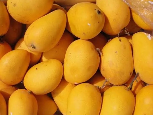 mango