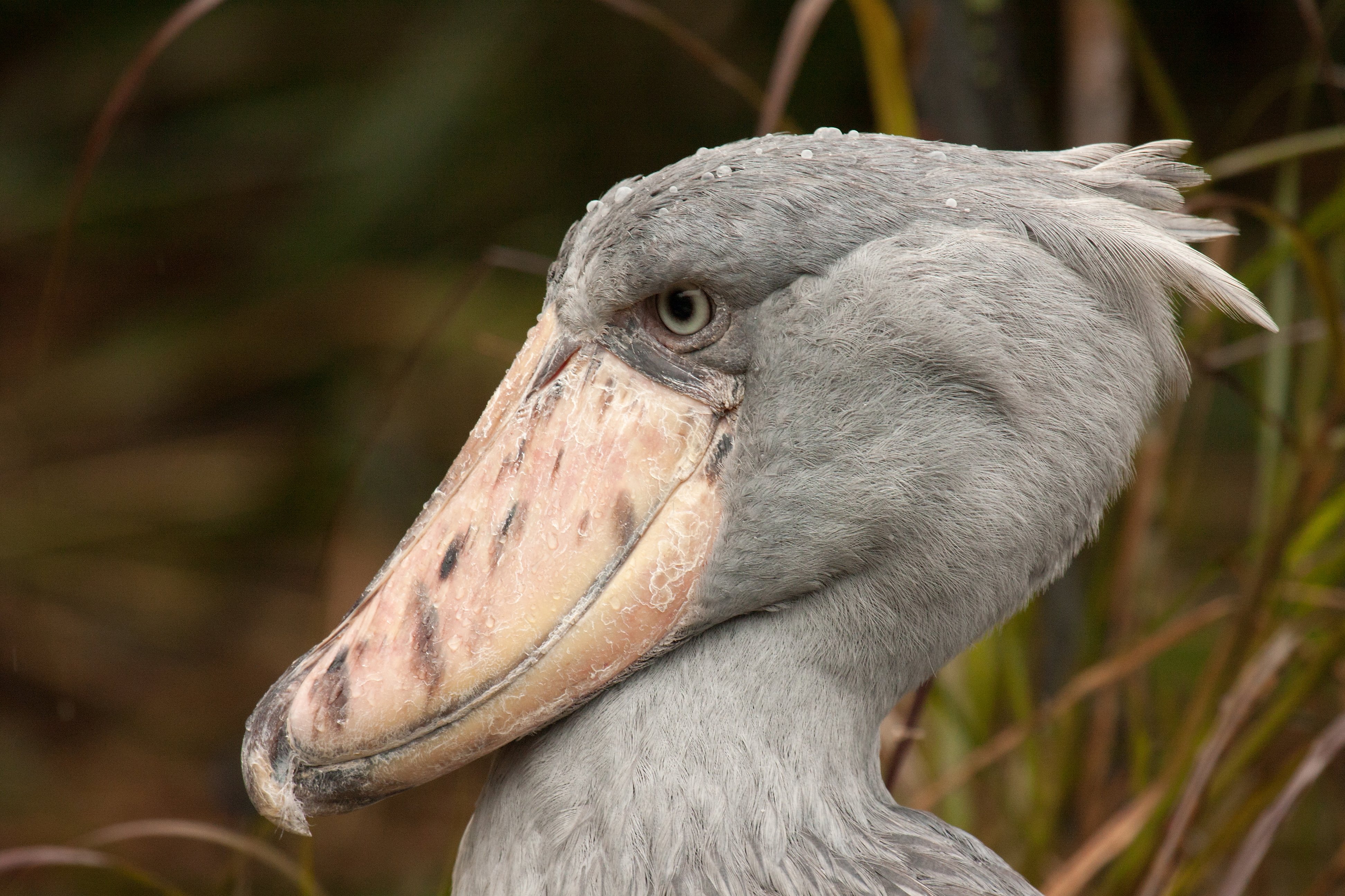 portrait of shoebill balaeniceps rex 2023 11 27 05 15 02 utc