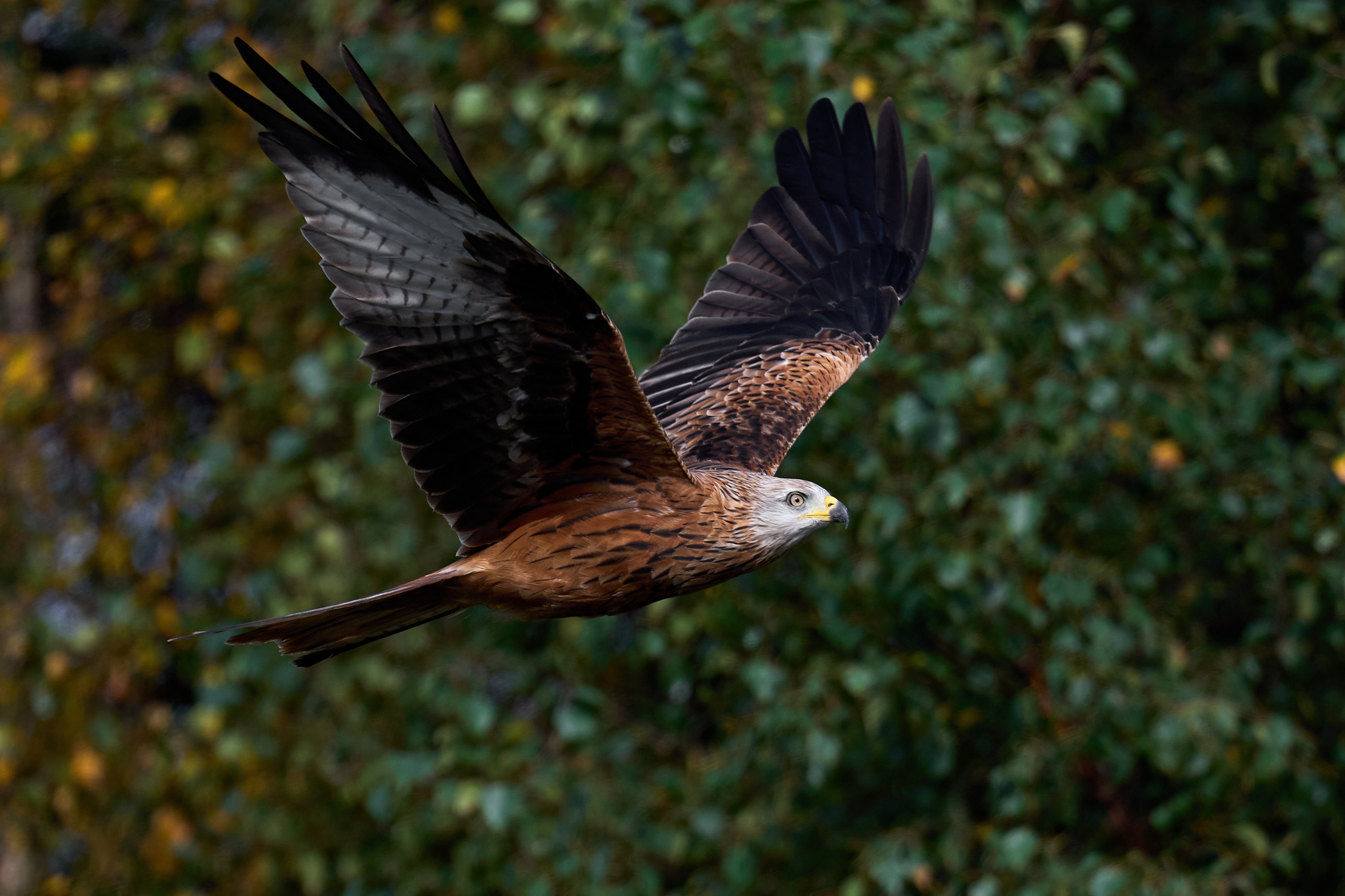 red kite milvus milvus 2023 11 27 05 23 46 utc