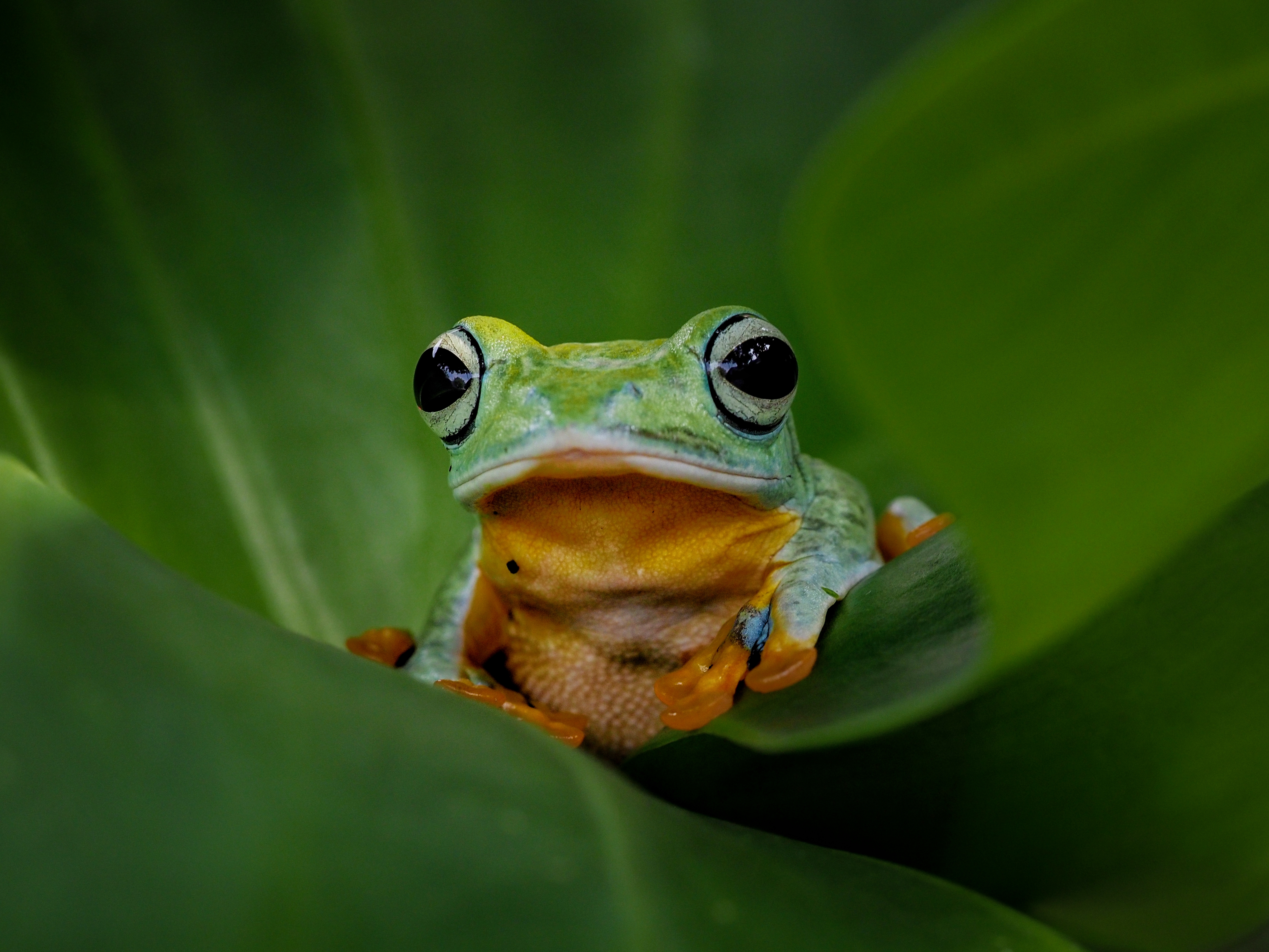 tree green frog 2023 11 27 05 32 28 utc