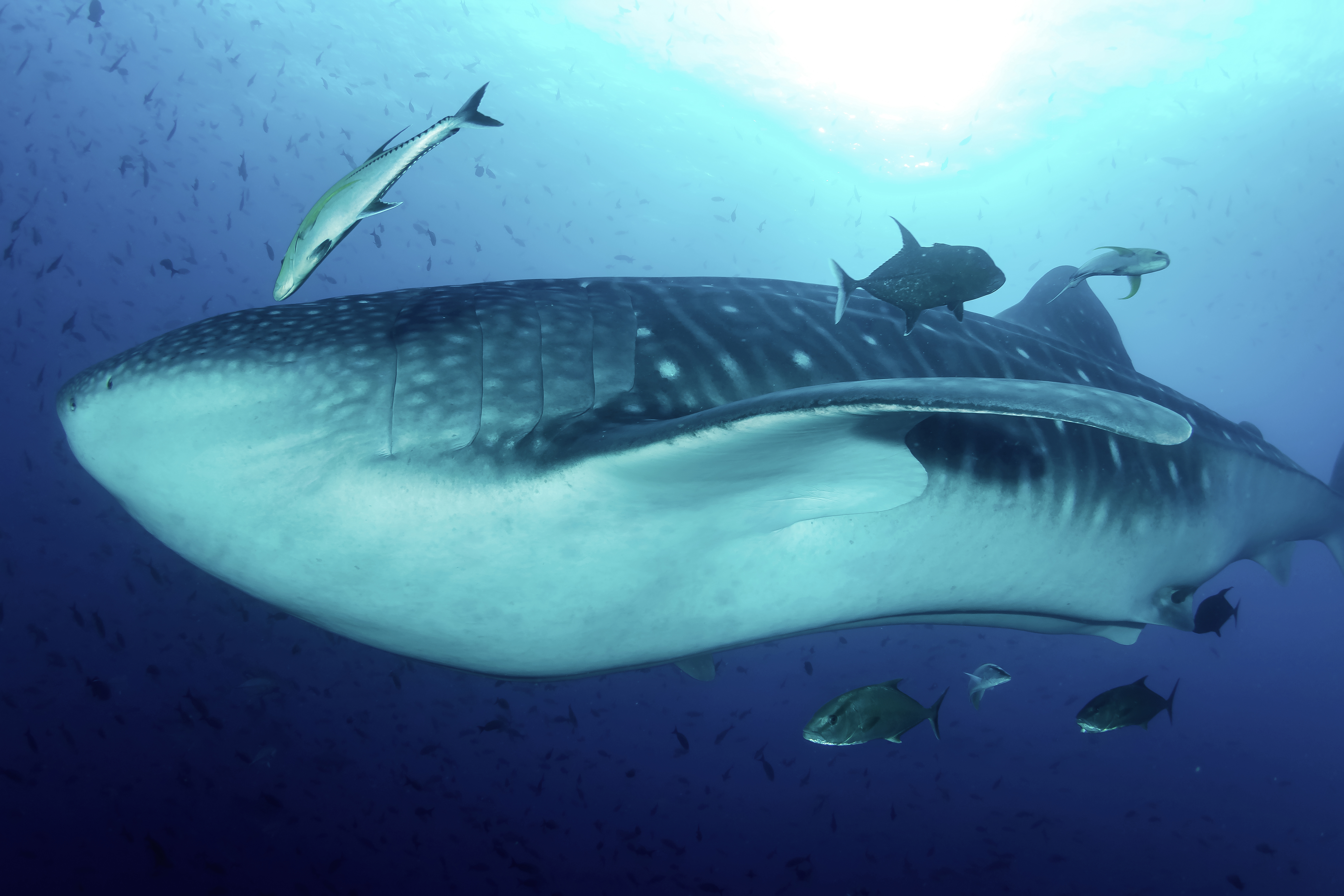 whale shark rhincodon typus mammal swimming in t 2023 11 27 04 57 47 utc