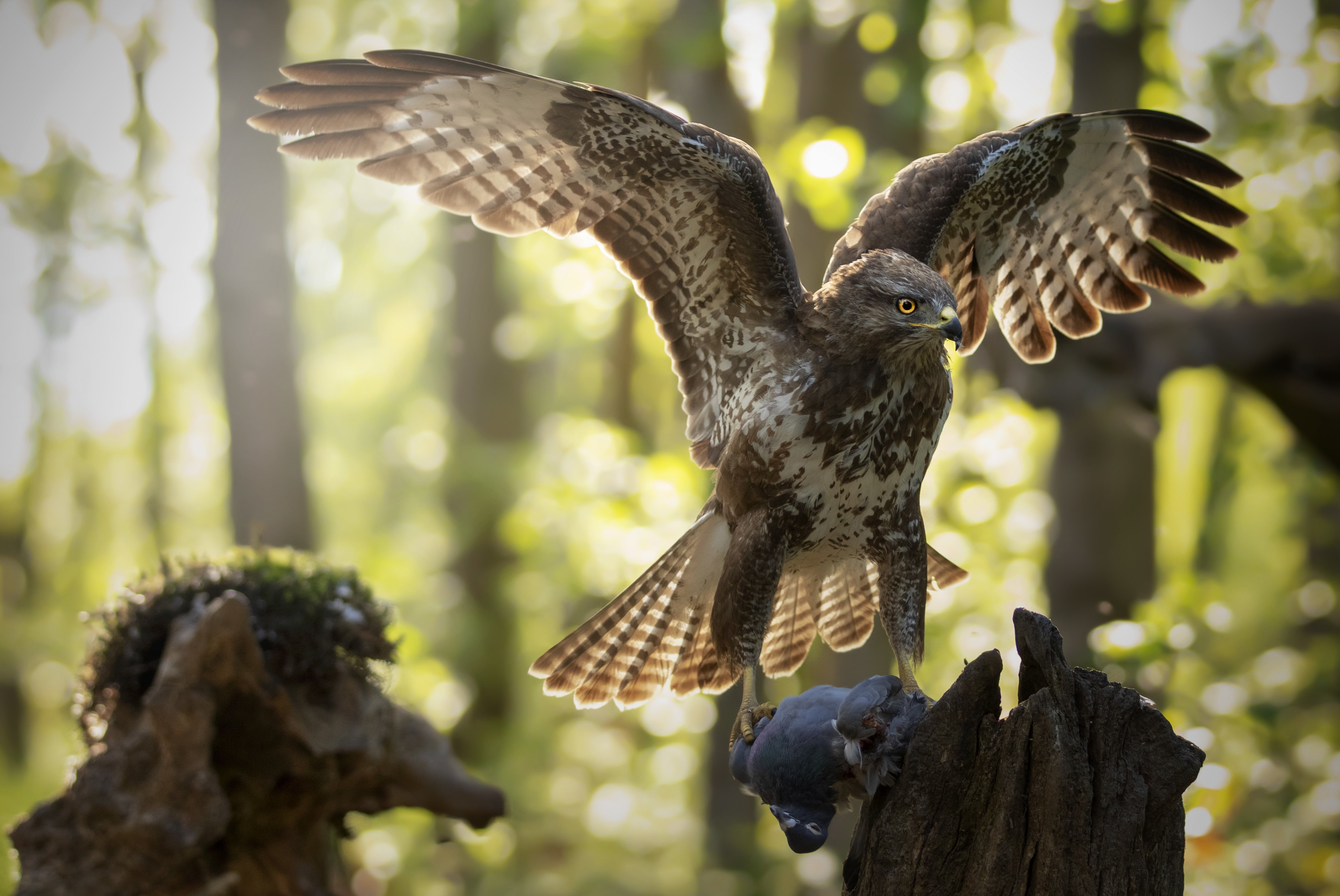 wide shot of an angry hawk attacking the prey in t 2023 11 27 05 32 07 utc