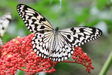 A butterfly's sense of direction and wayfinding power is superior to that of a supercomputer