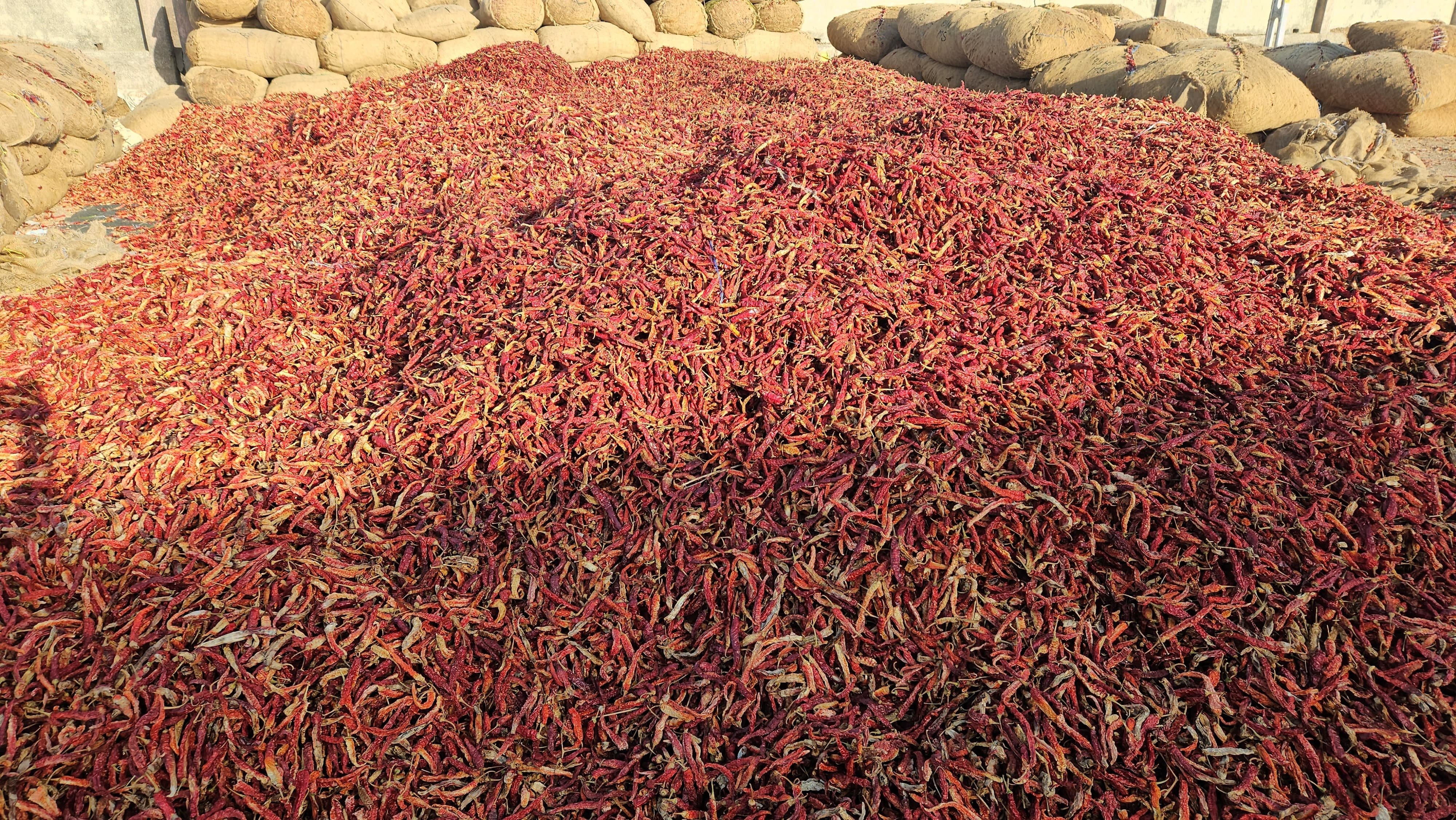 Demand for hot chillies, huge revenue makes Hapa yard 'red'