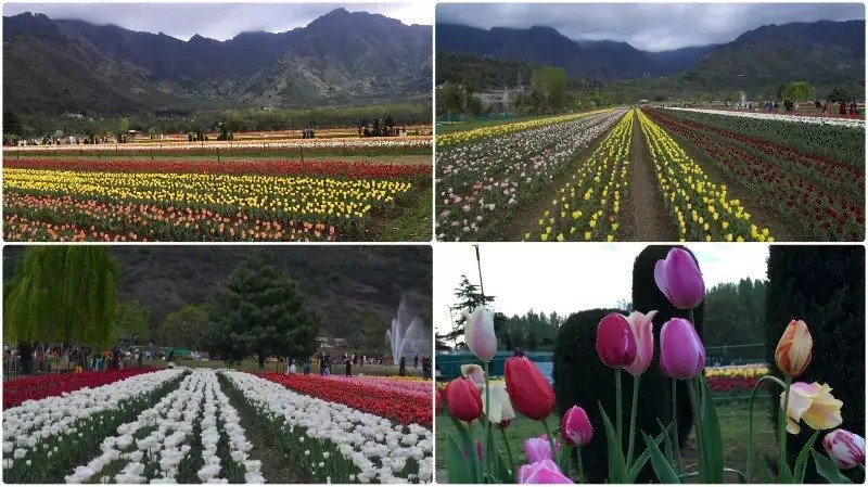 When will Srinagar's Tulip Garden open, what is the timing and ticket price?