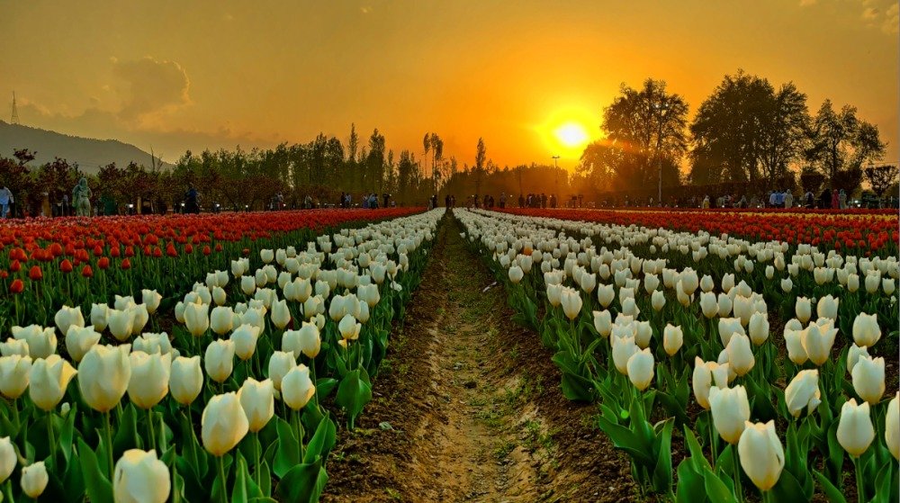 When will Srinagar's Tulip Garden open, what is the timing and ticket price?