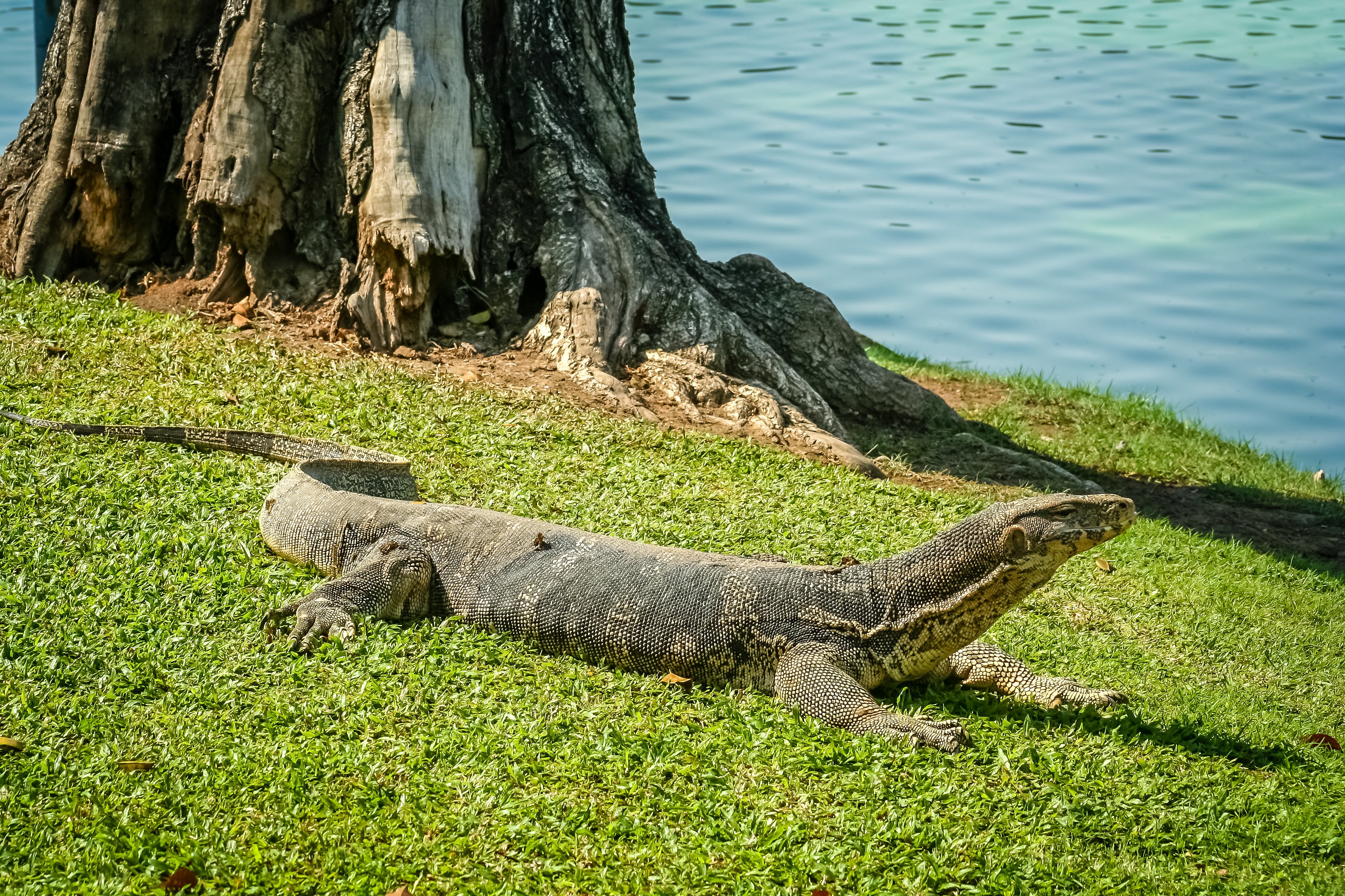 big lizard close up 2023 11 27 04 48 57 utc