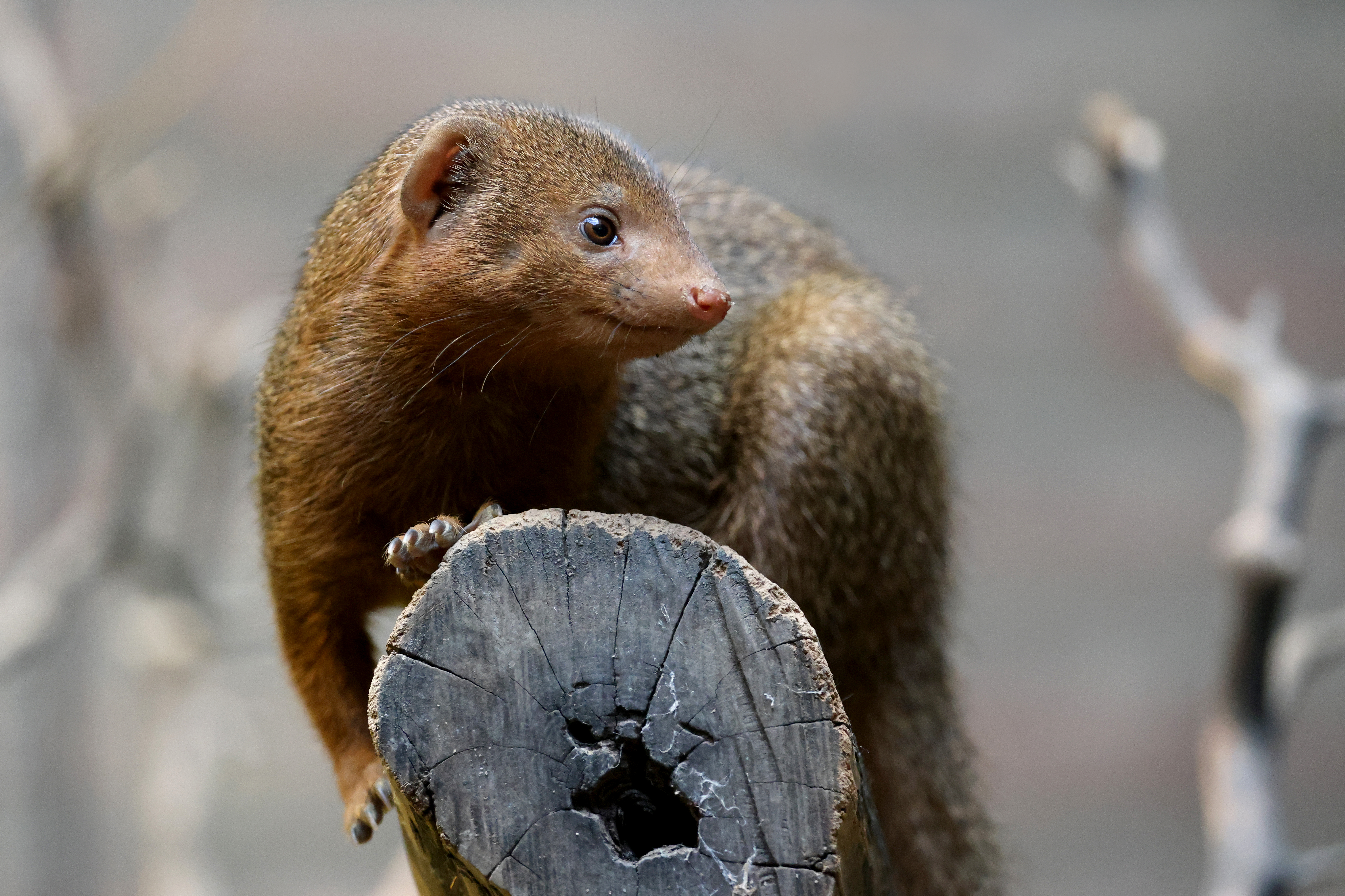 close up view of a common dwarf mongoose helogale 2023 11 27 05 30 30 utc