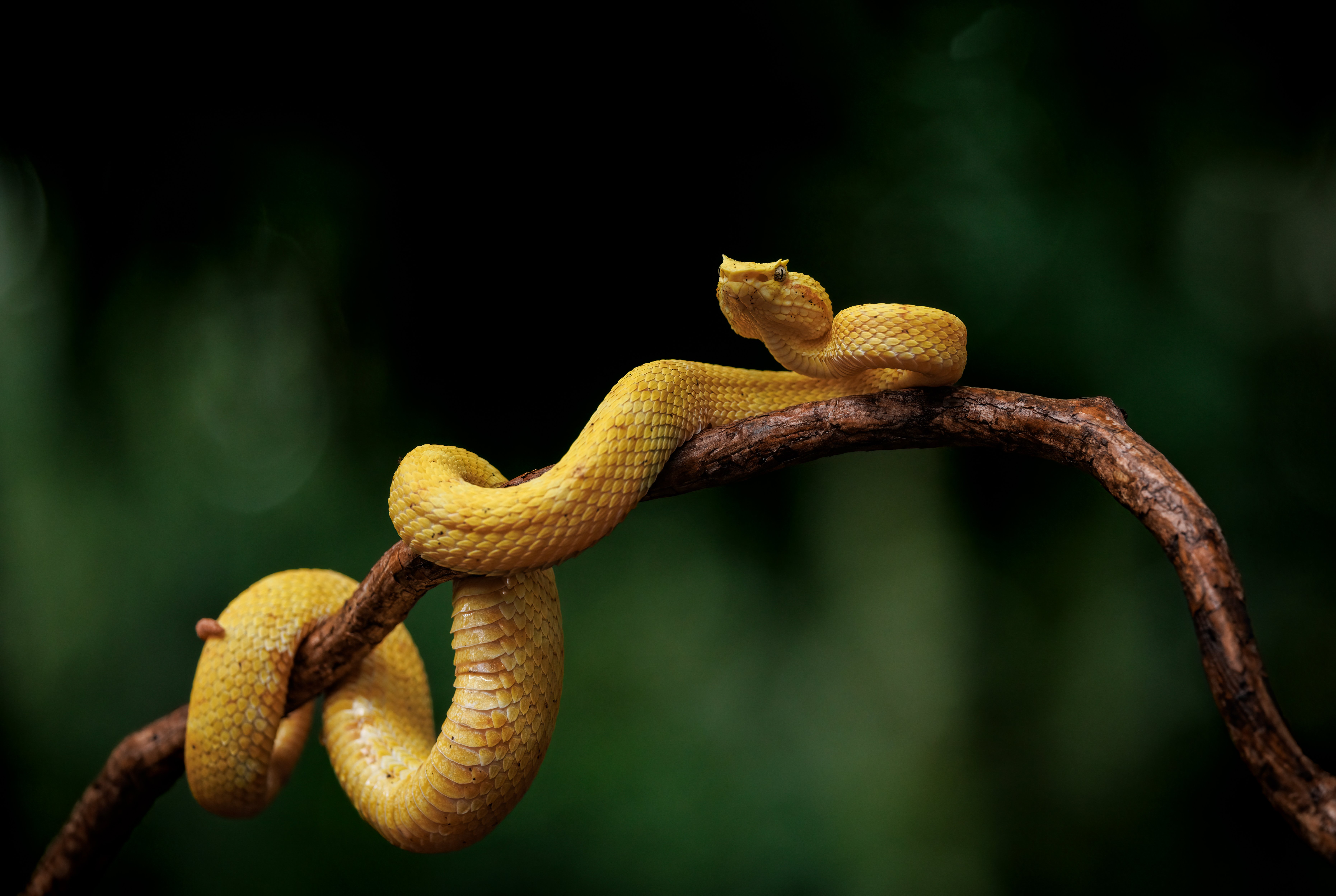 eyelash viper in costa rica 2023 11 27 05 08 45 utc