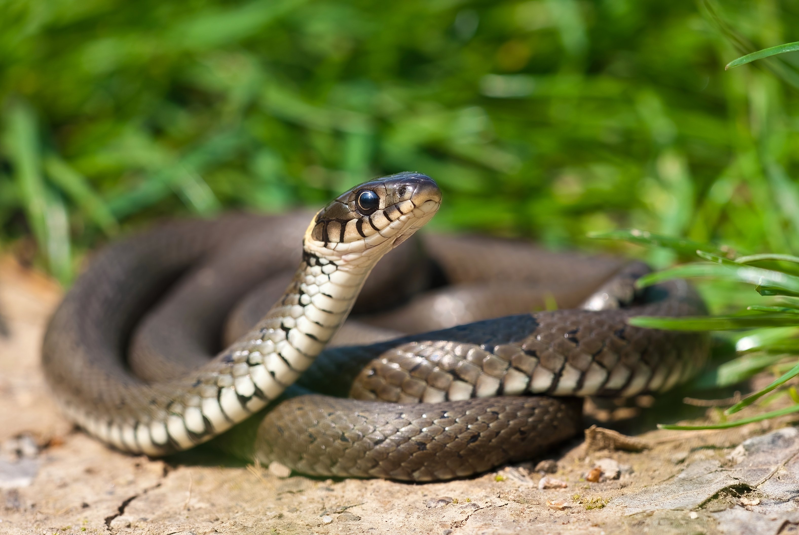 grass snake basking on a sun and lifting its head 2023 11 27 05 23 11 utc