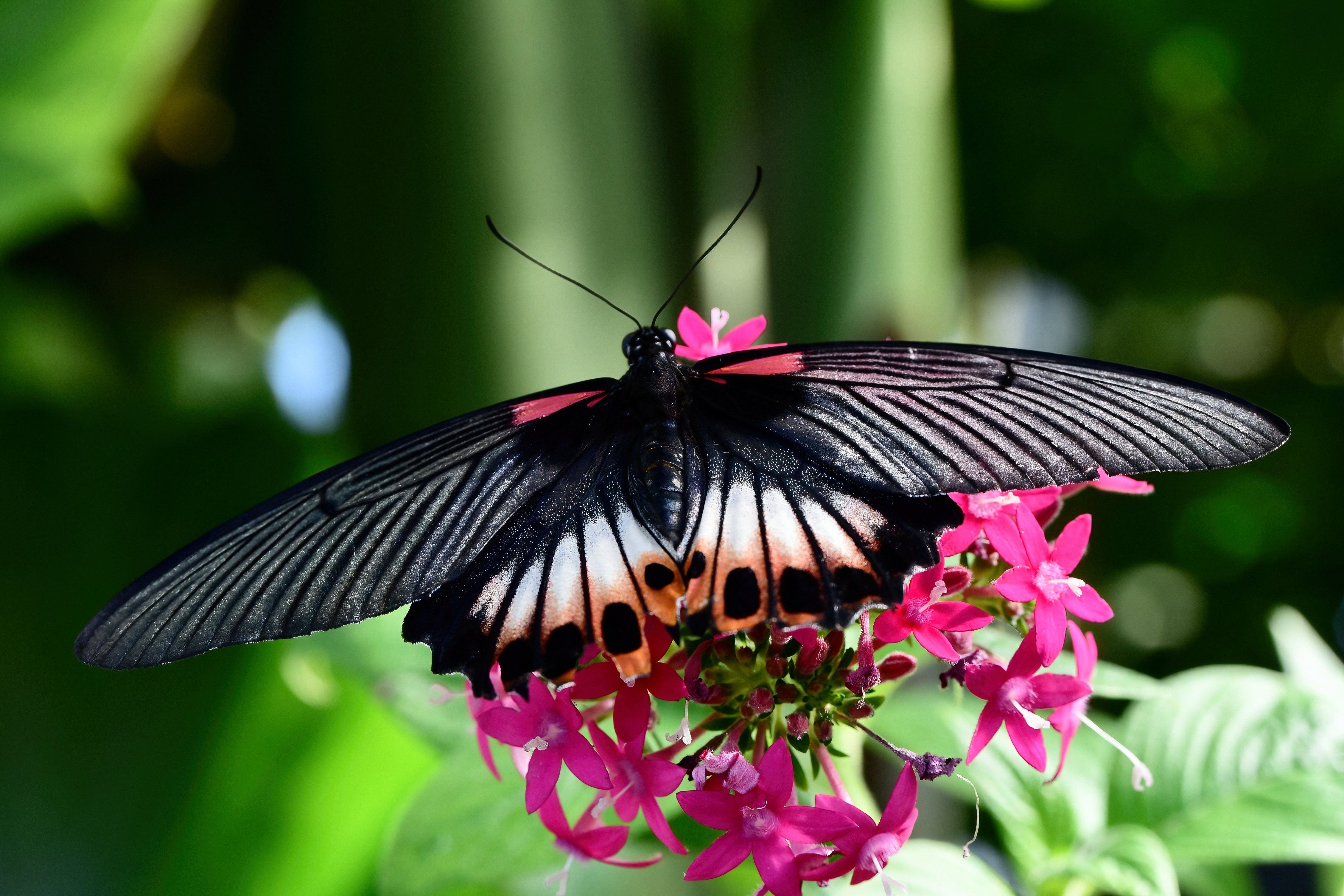 great mormon butterfly papilio memnon 2024 03 01 17 49 20 utc