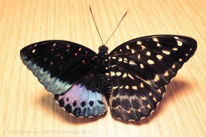 A butterfly's sense of direction and wayfinding power is superior to that of a supercomputer