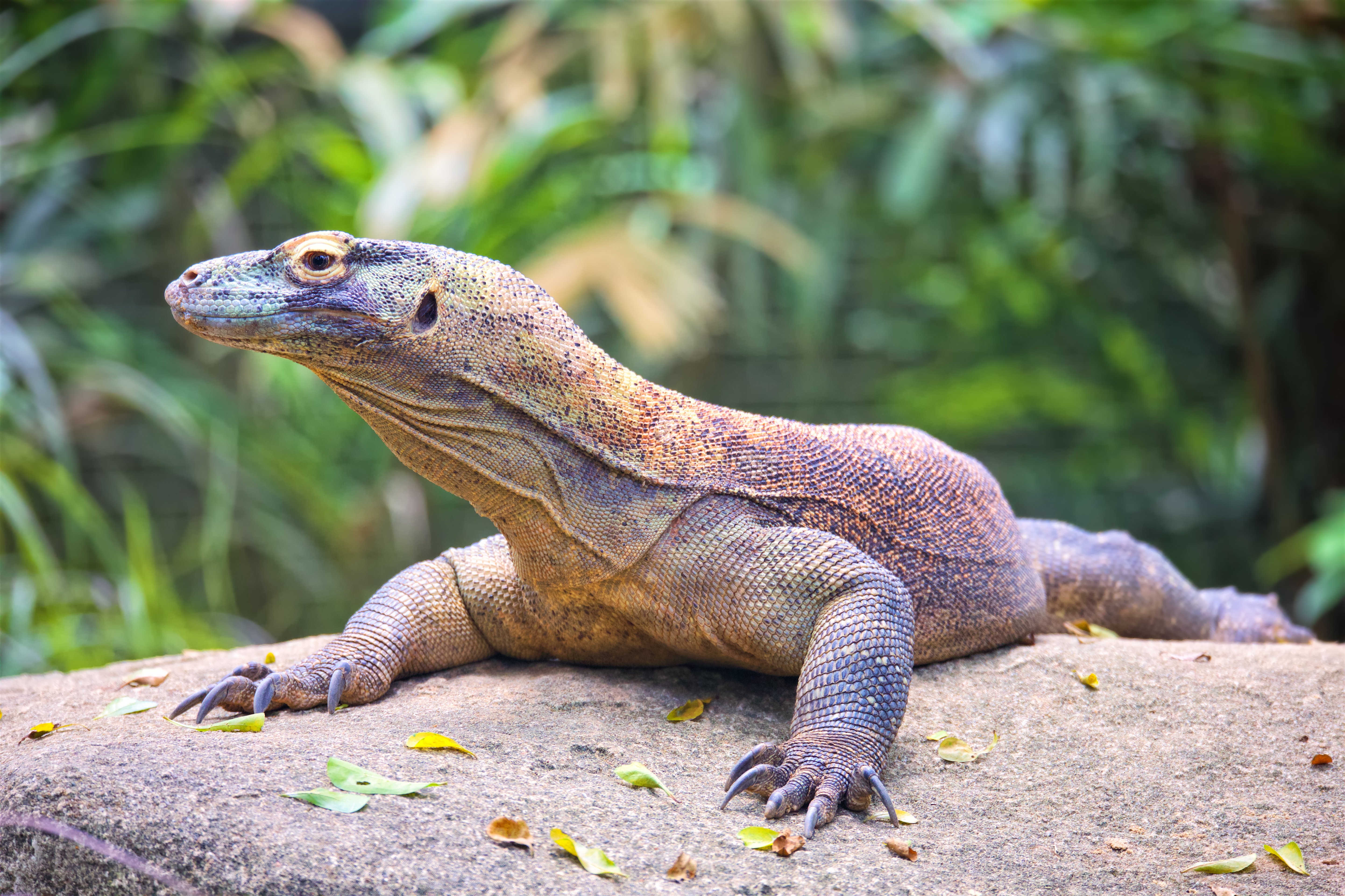 komodo dragon varanus komodoensis 2023 11 27 04 56 27 utc