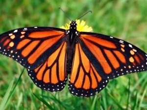 A butterfly's sense of direction and wayfinding power is superior to that of a supercomputer