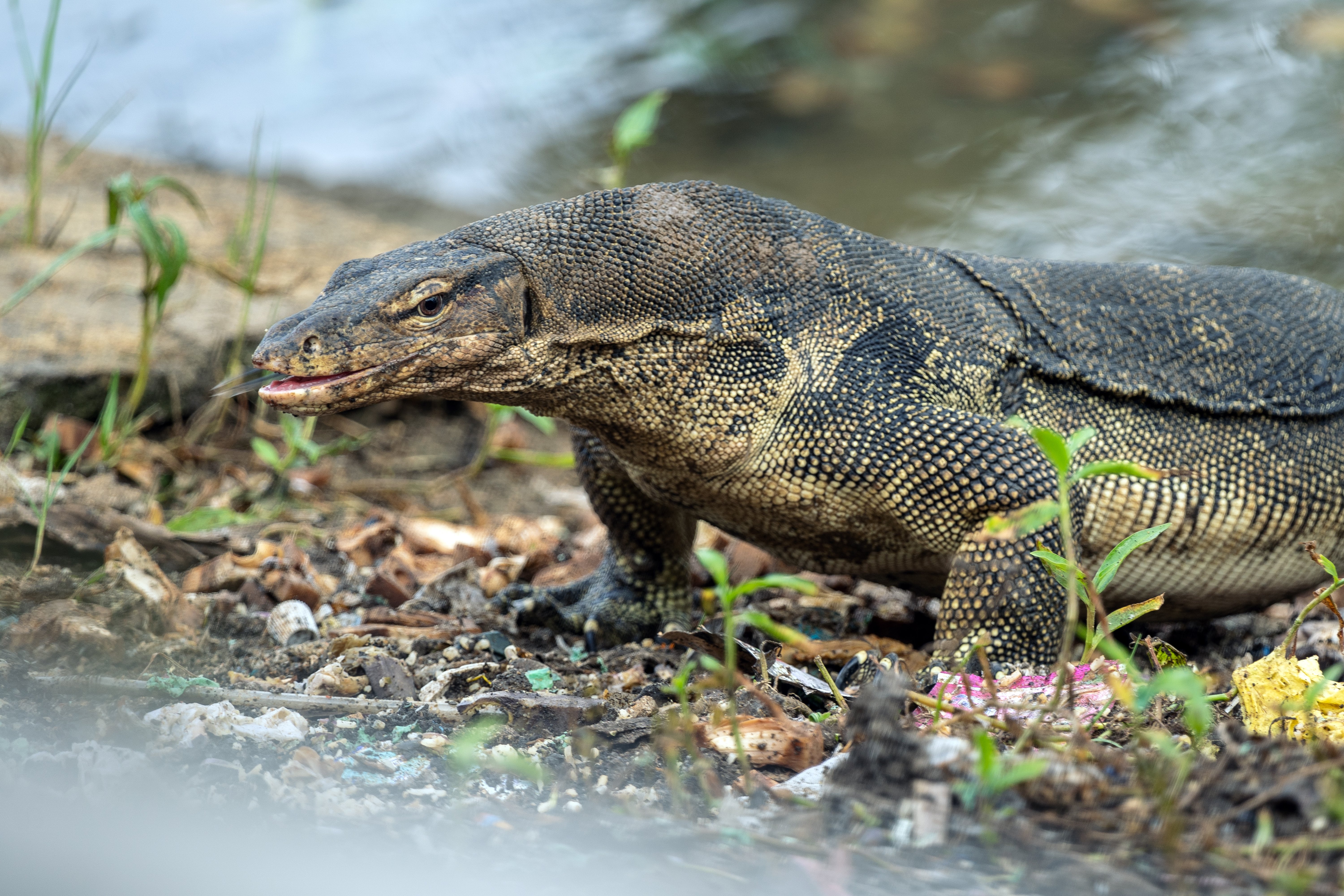 monitor lizard varanus on the hunt 2023 11 27 05 19 15 utc