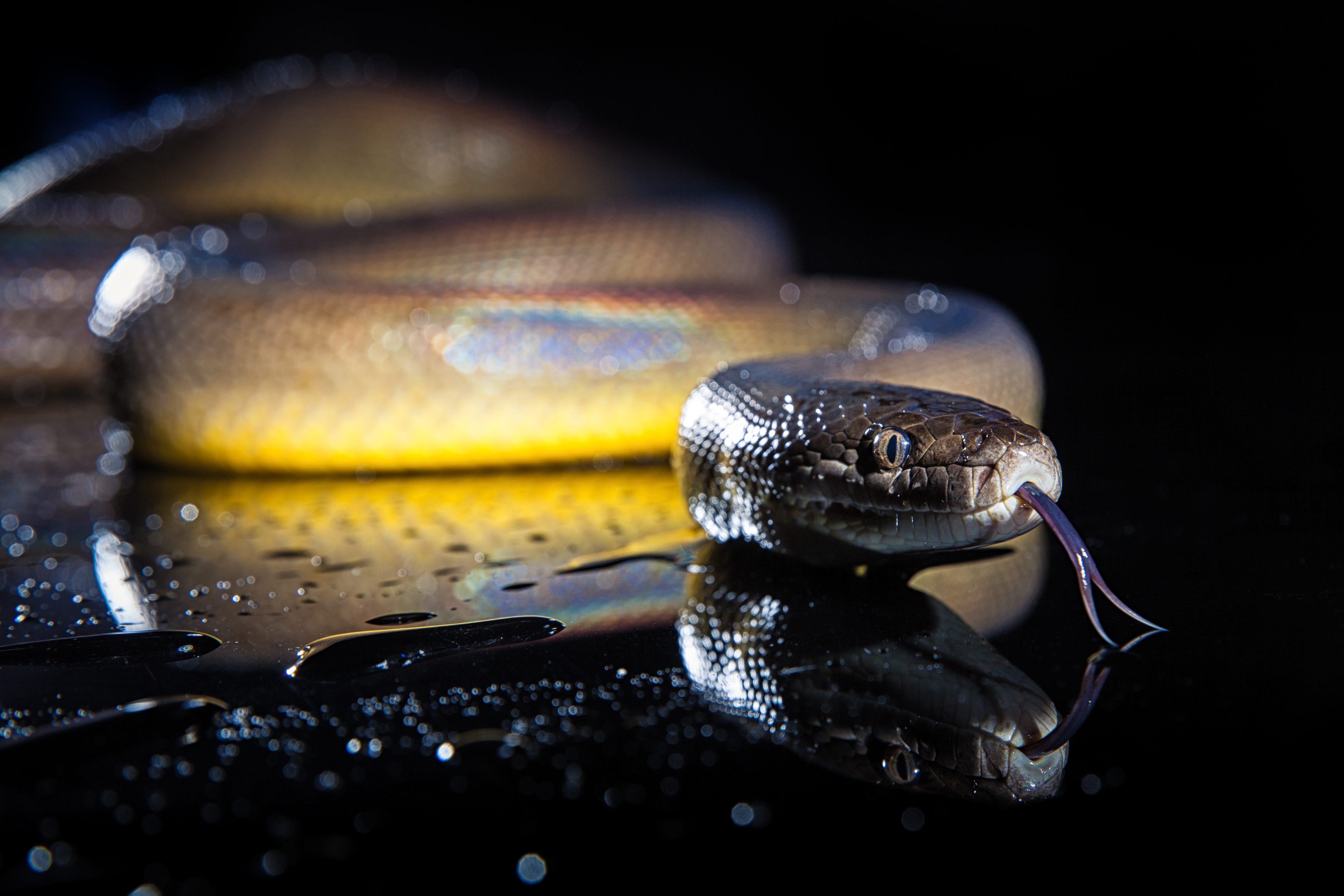 rainbow serpent water python liasis fuscus iso 2023 11 27 05 30 24 utc