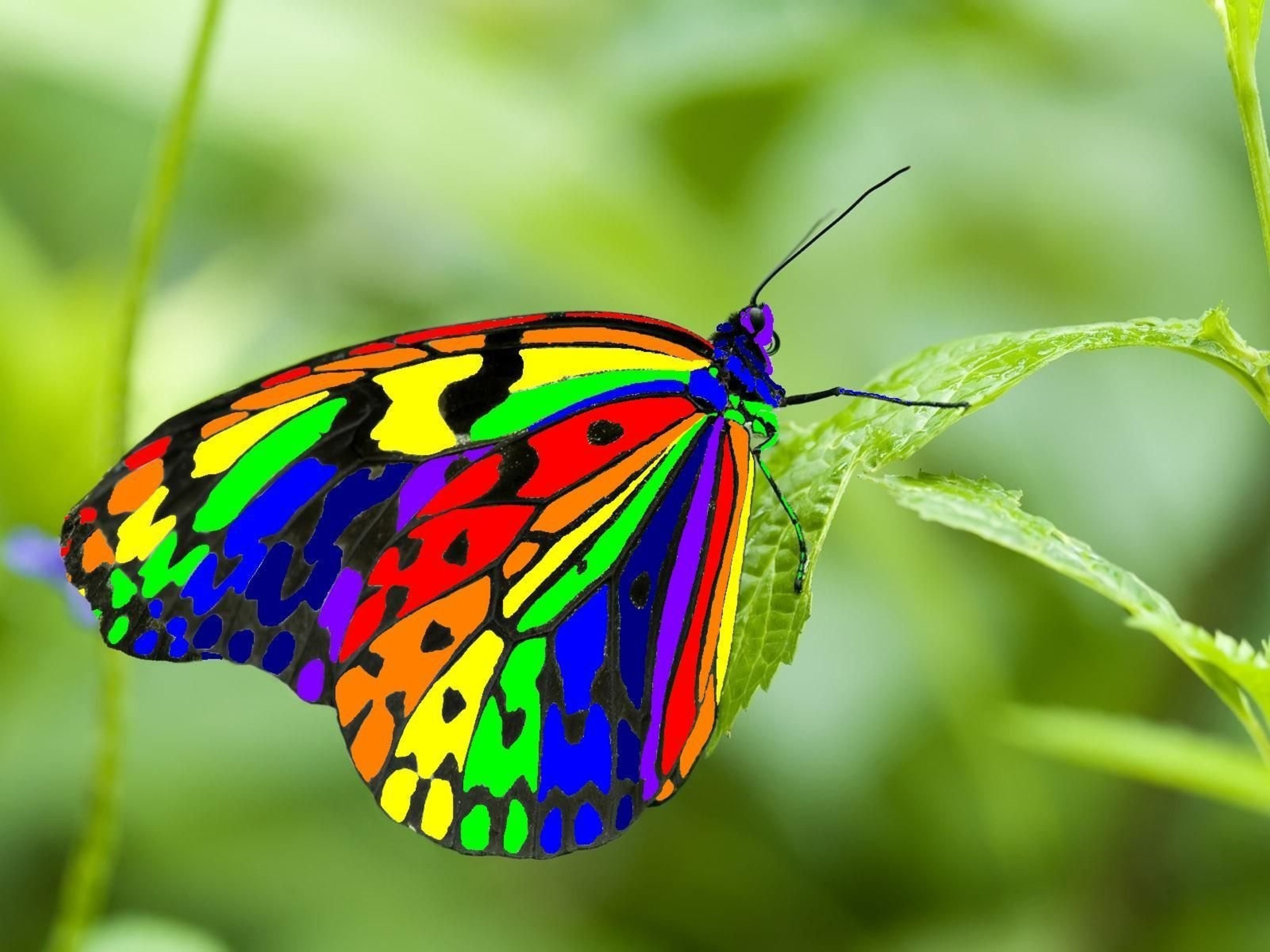 A butterfly's sense of direction and wayfinding power is superior to that of a supercomputer