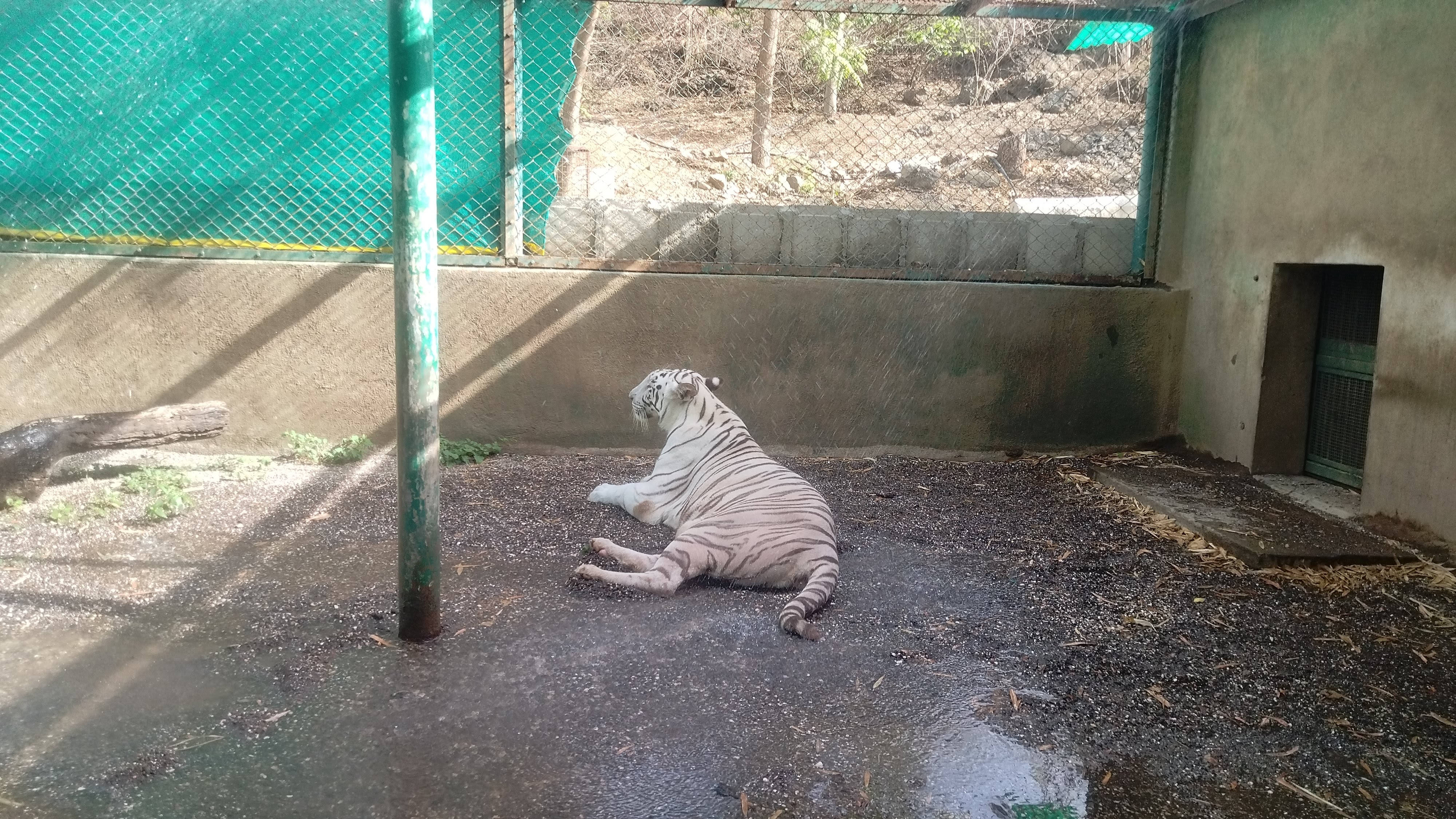 Extreme heat kills animals: Coolers, artificial fountains installed in Pradyuman Park Zoo