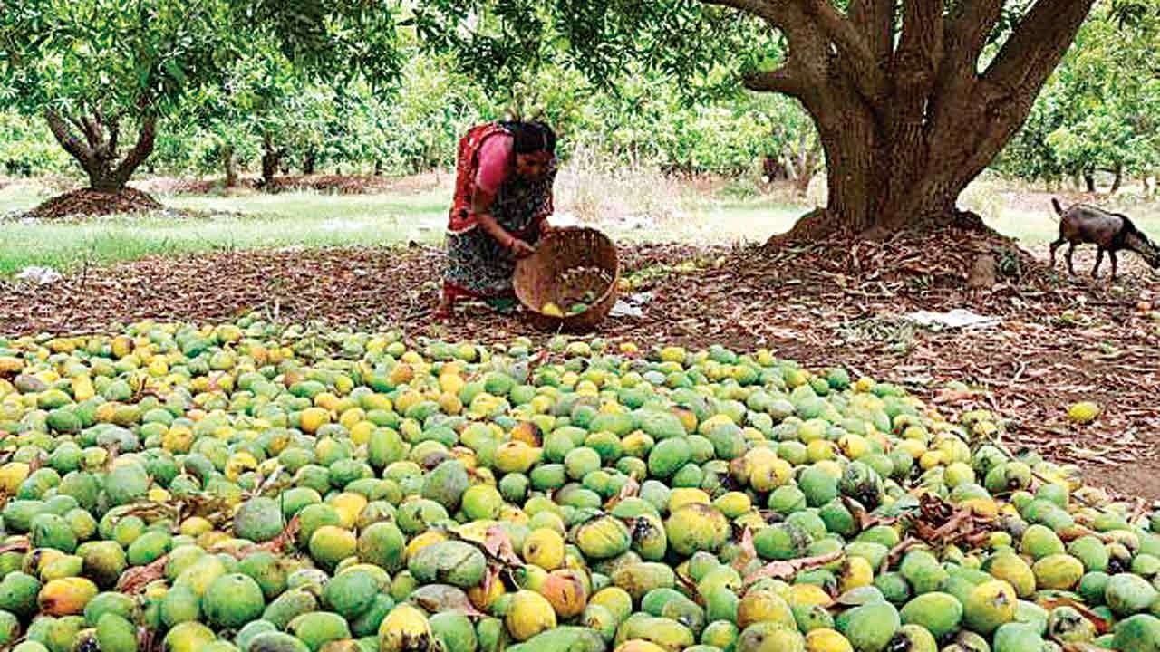 In ancient times, more than 100 varieties of mangoes were produced in Junagadh district alone!