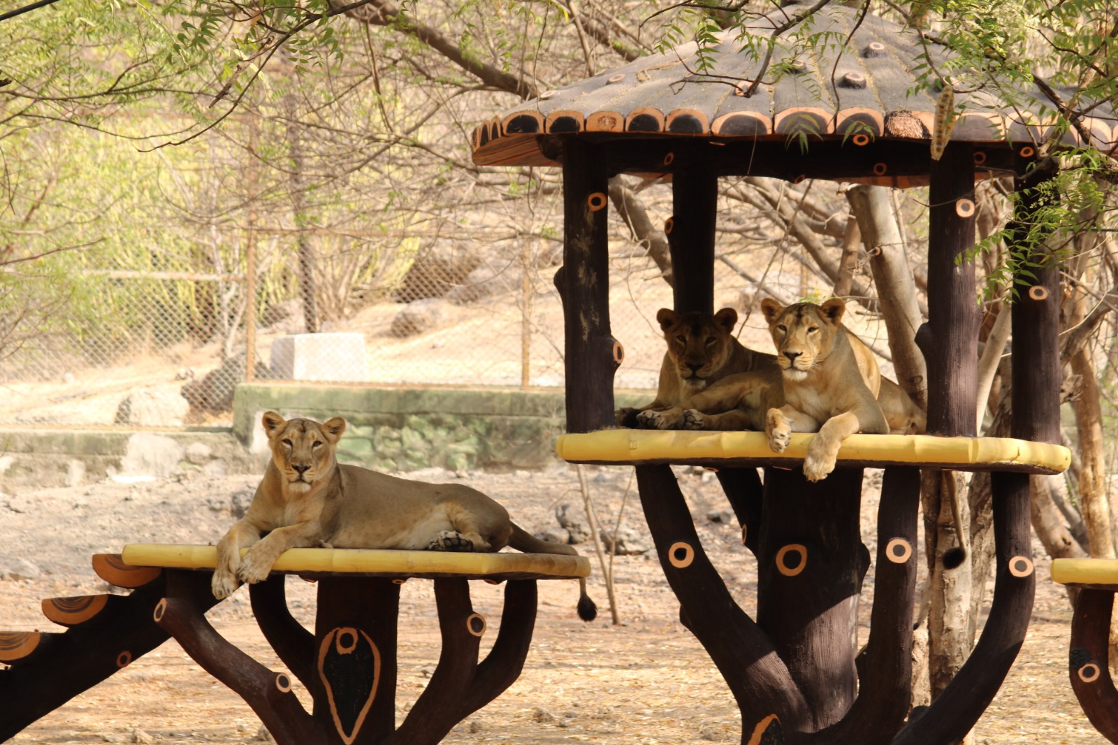 Extreme heat kills animals: Coolers, artificial fountains installed in Pradyuman Park Zoo