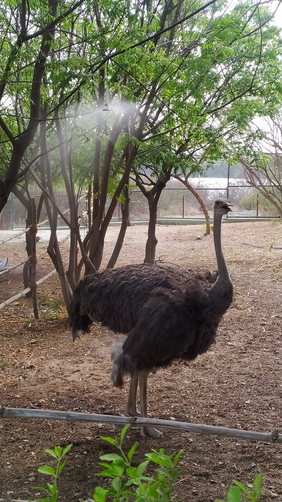 Extreme heat kills animals: Coolers, artificial fountains installed in Pradyuman Park Zoo