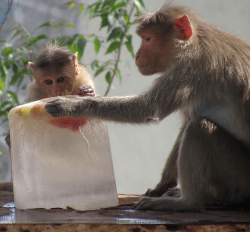 Extreme heat kills animals: Coolers, artificial fountains installed in Pradyuman Park Zoo