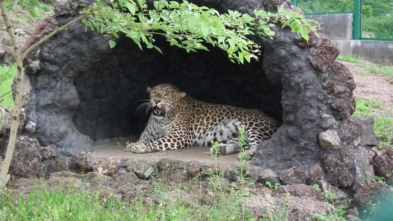 Extreme heat kills animals: Coolers, artificial fountains installed in Pradyuman Park Zoo