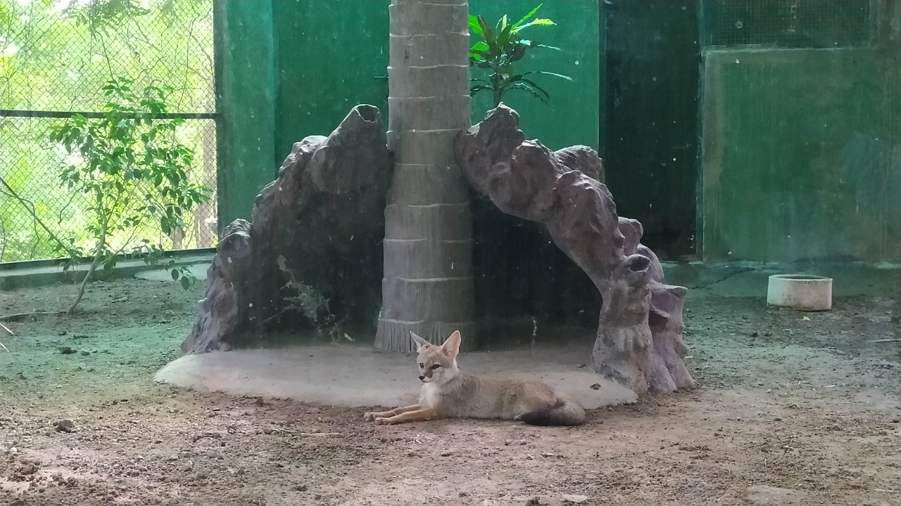 Extreme heat kills animals: Coolers, artificial fountains installed in Pradyuman Park Zoo